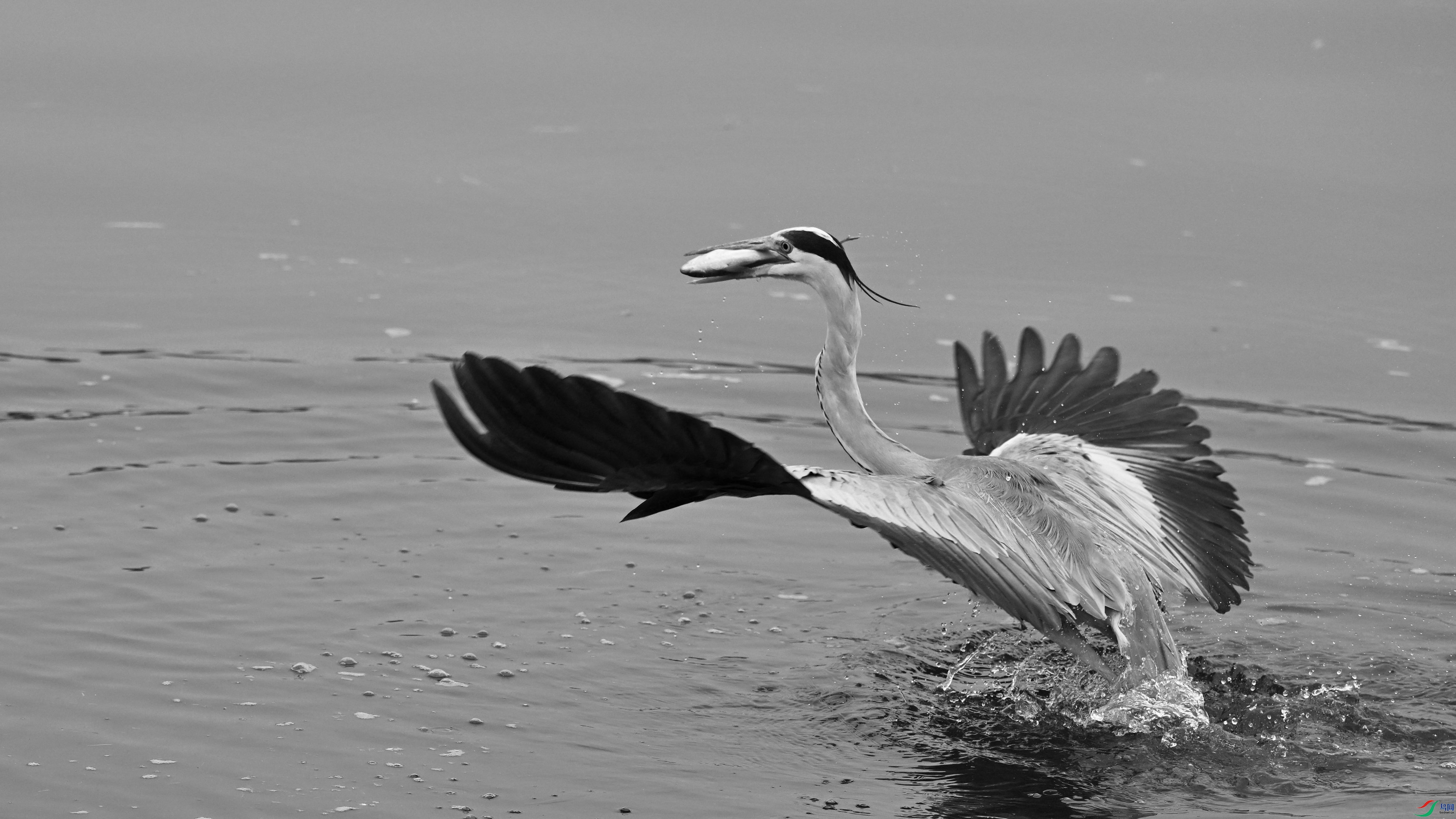 DSC_7531.JPG