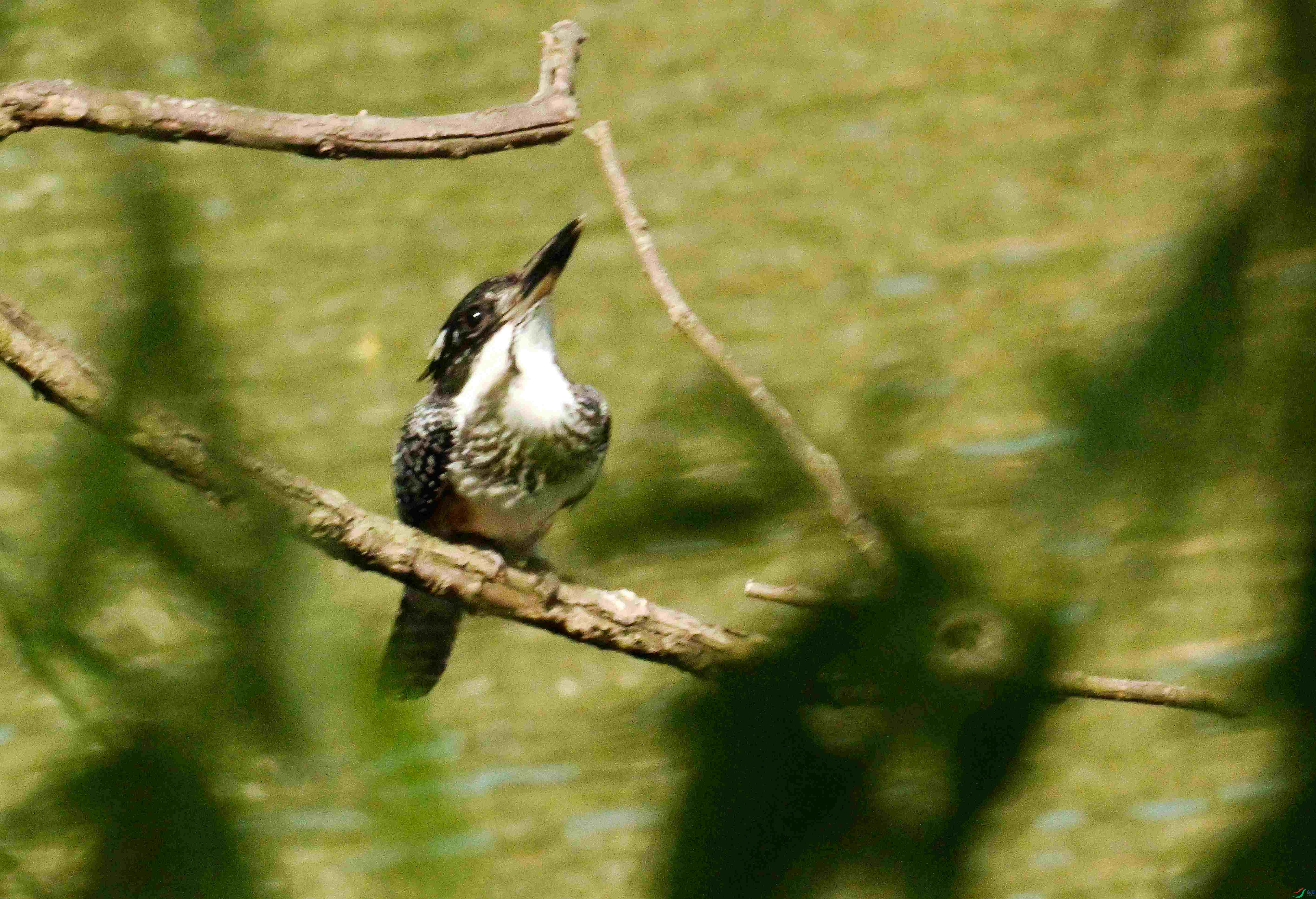 DSC_7469.JPG