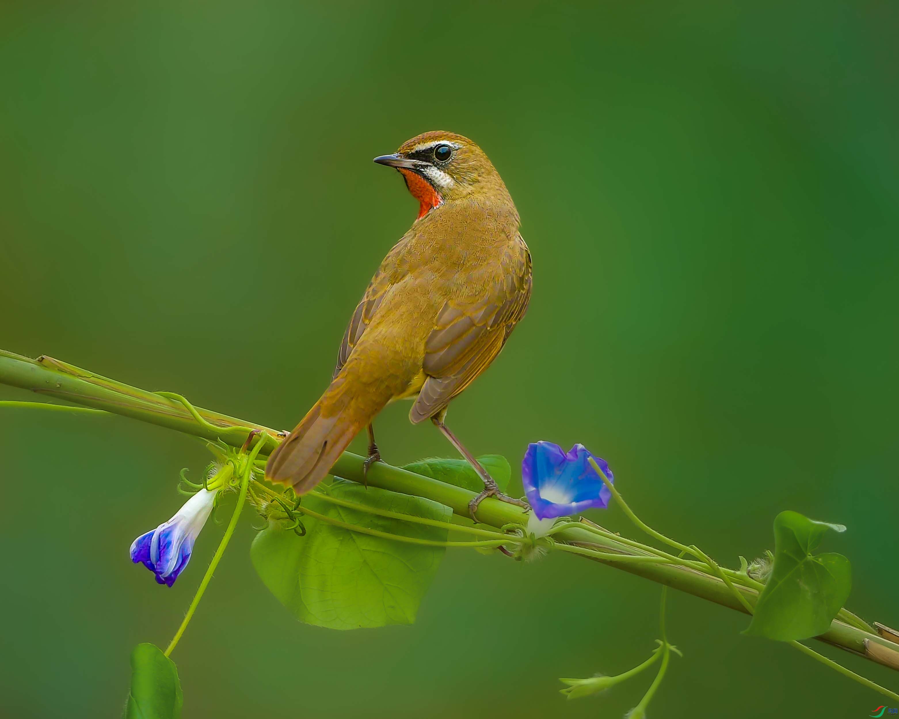 DSC_1079_��ţ��ͼ(1) ����.jpg