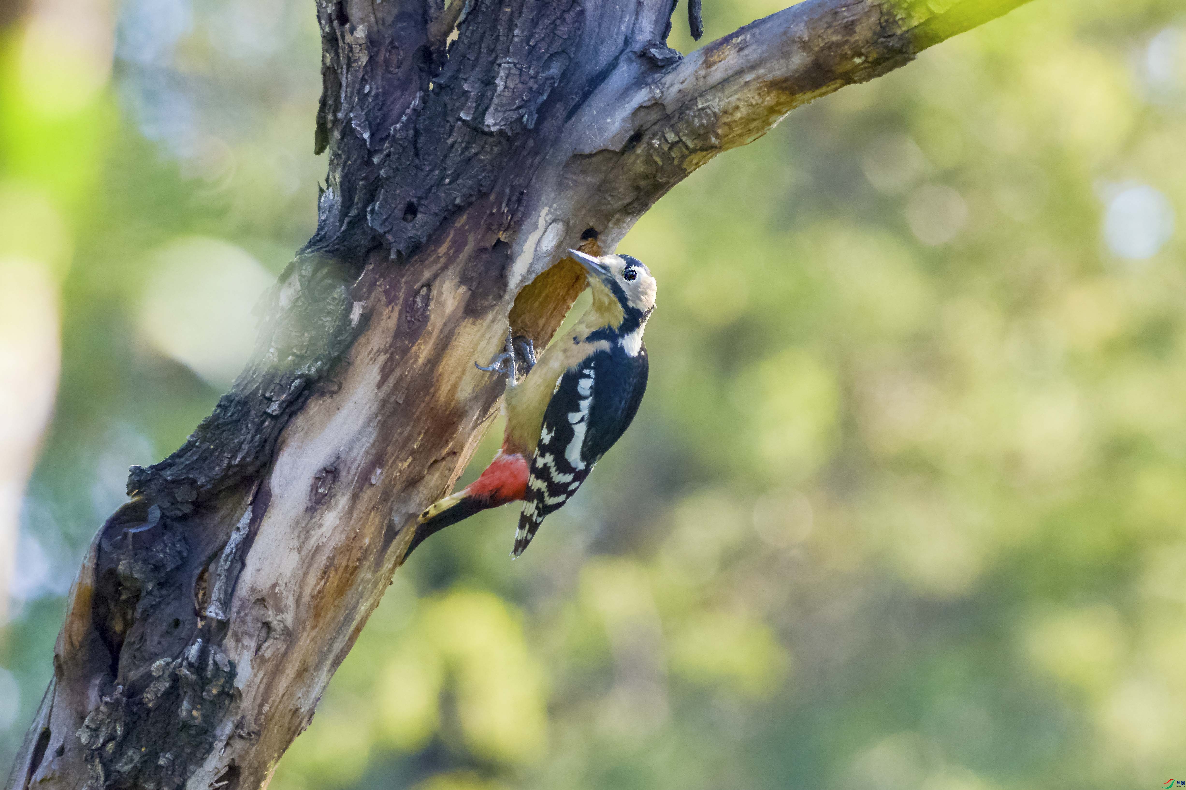 DSC_6411.jpg