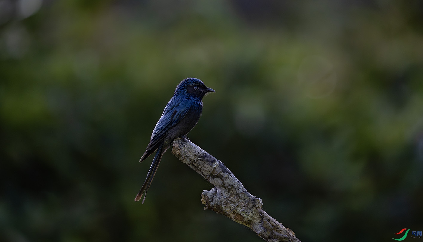 _DSC4754-����ǿ-NR ����.jpg