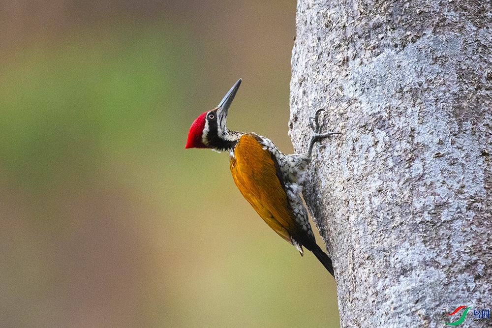 �����ľ�� (2).jpg