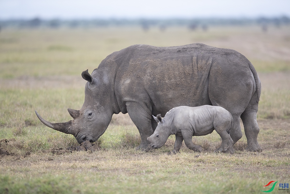 ����Ϭţ (24).jpg