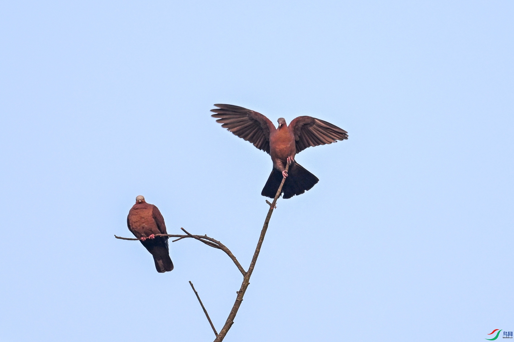 DSC_6046.JPG