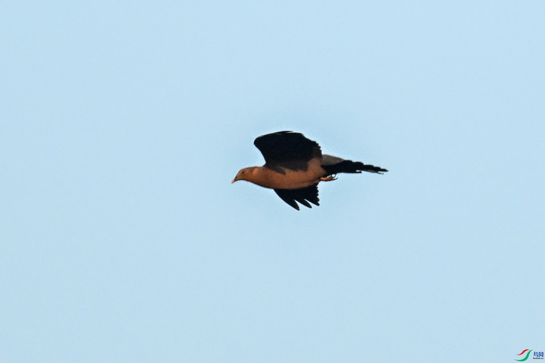 DSC_6060.JPG
