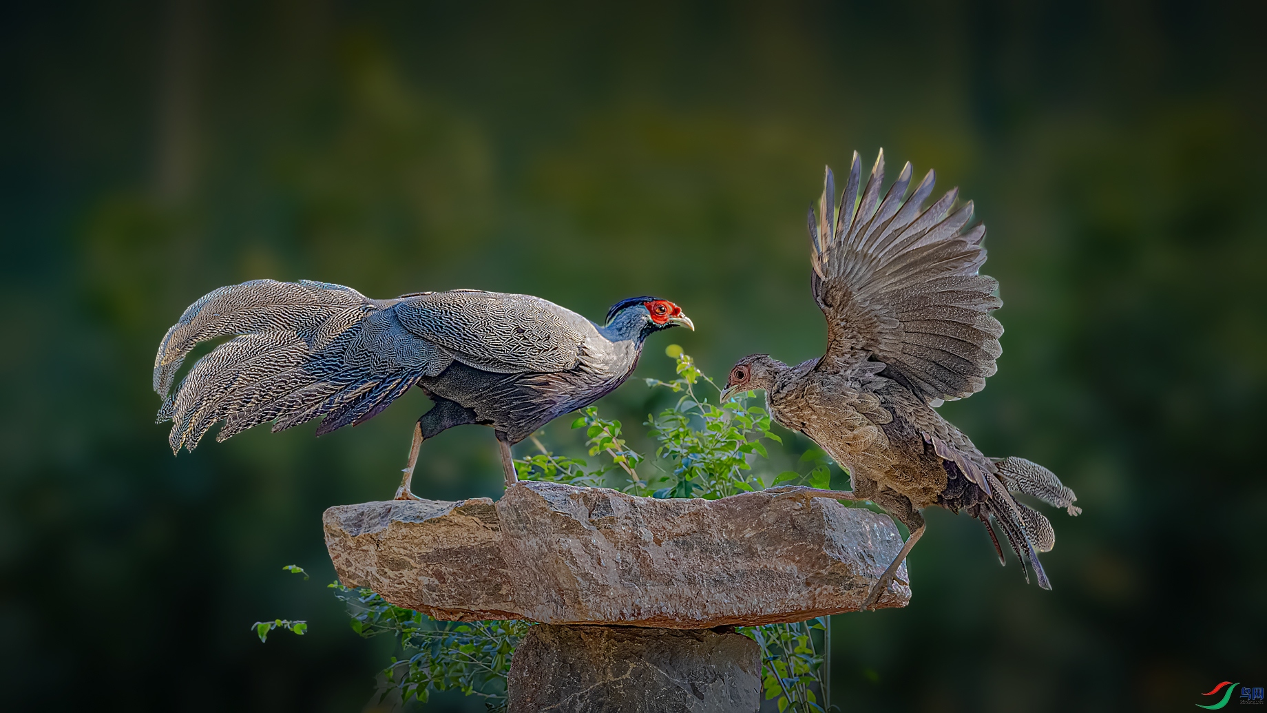 ��������ɹɹ̫��