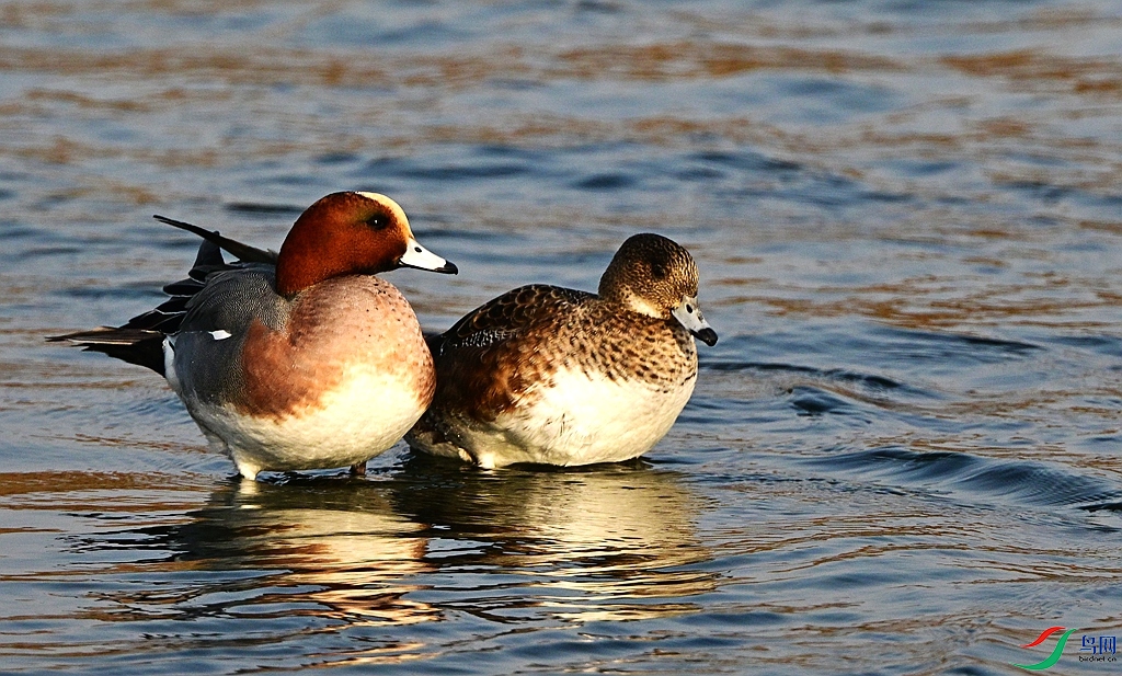 DSC_4708.JPG