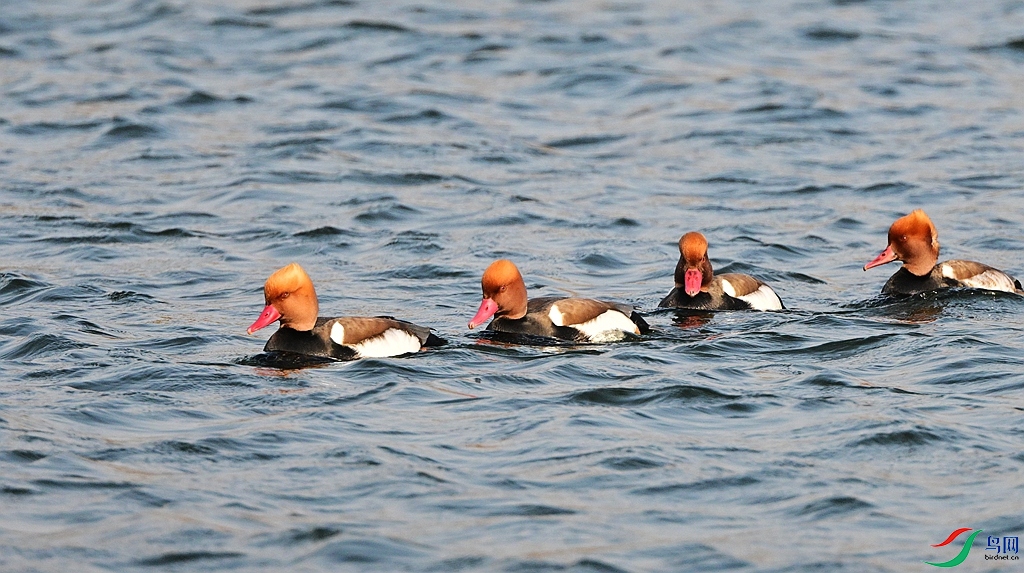 DSC_5561.JPG