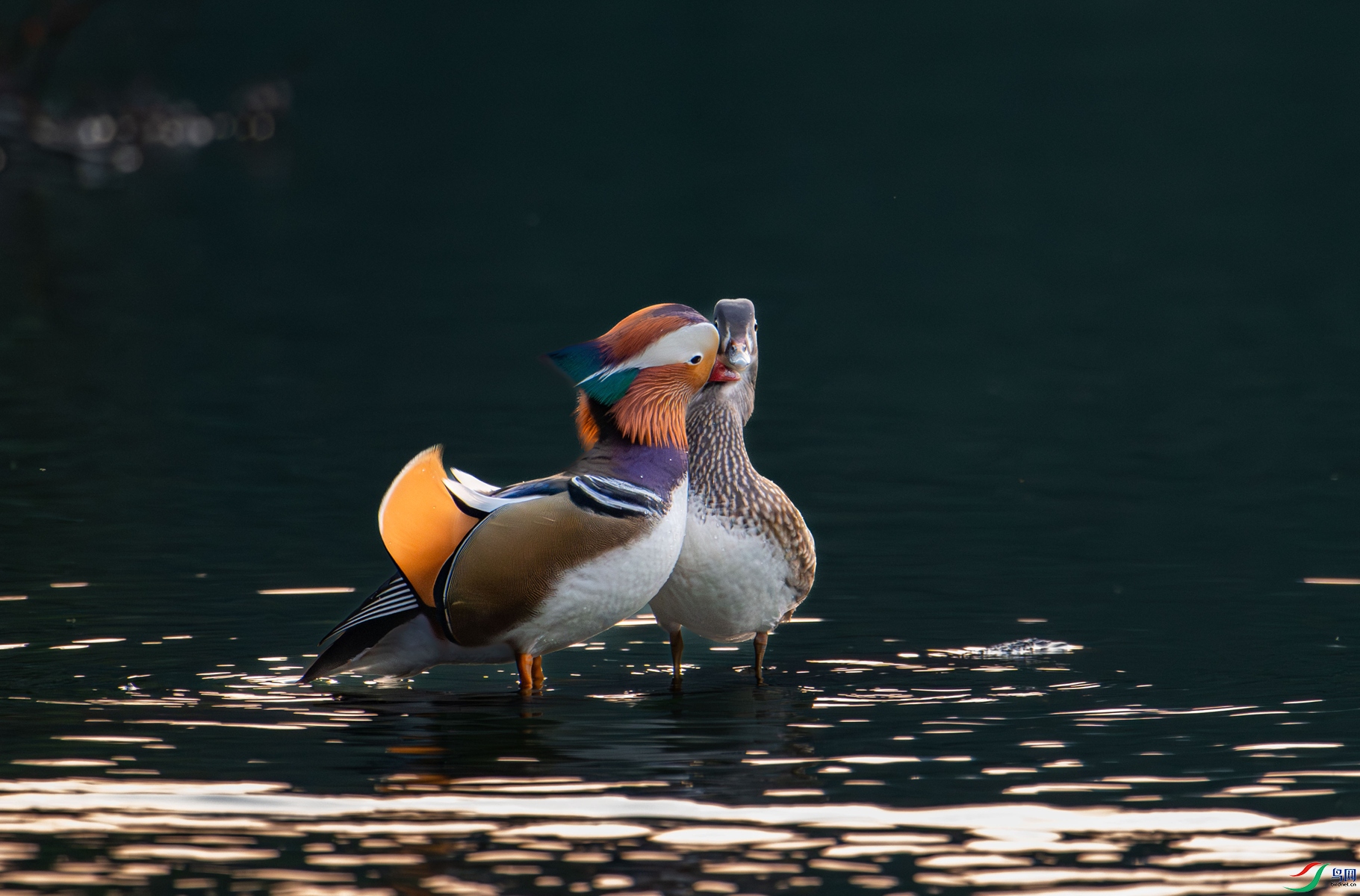 DSC_3186_����.jpg