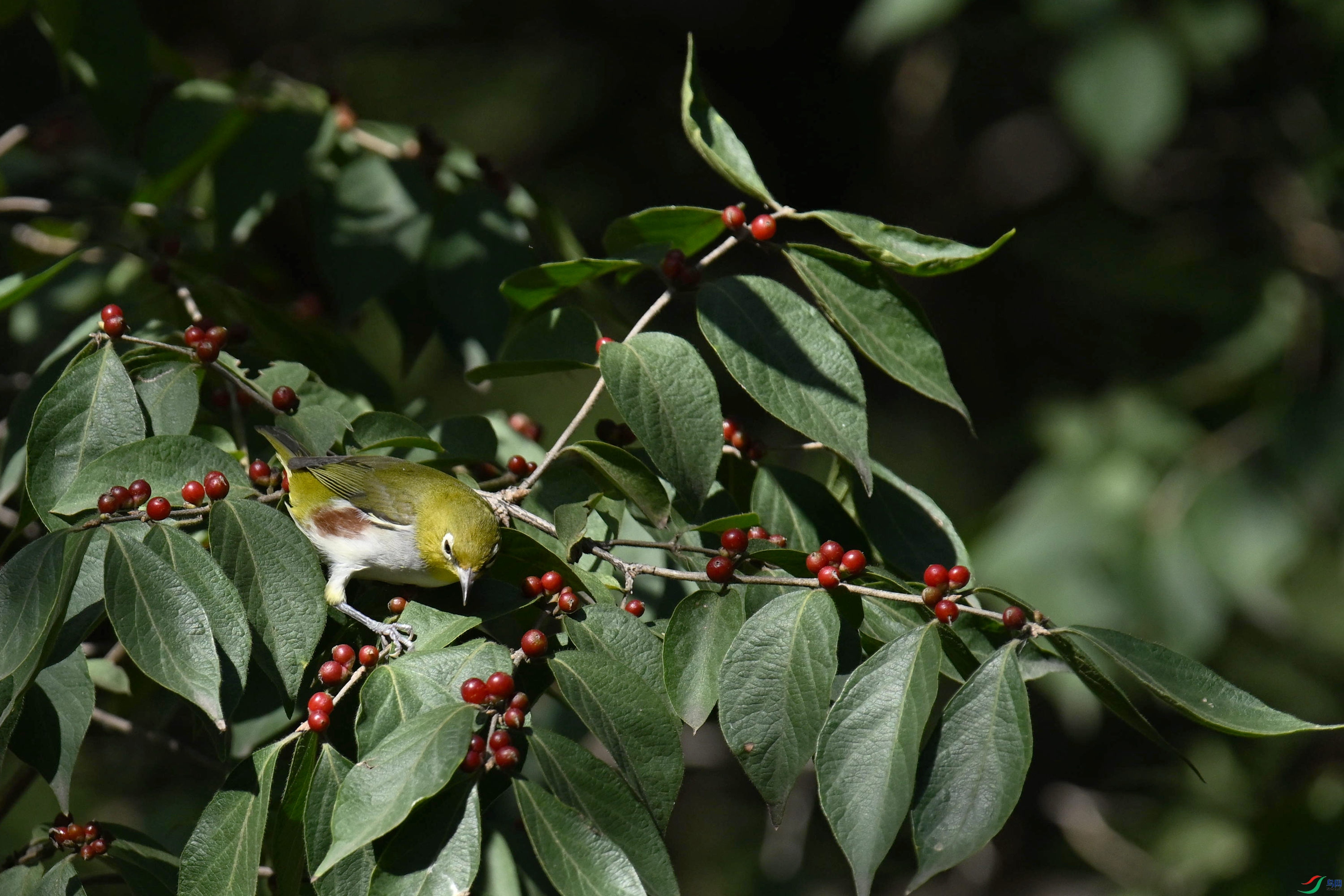 �������� (3).jpg