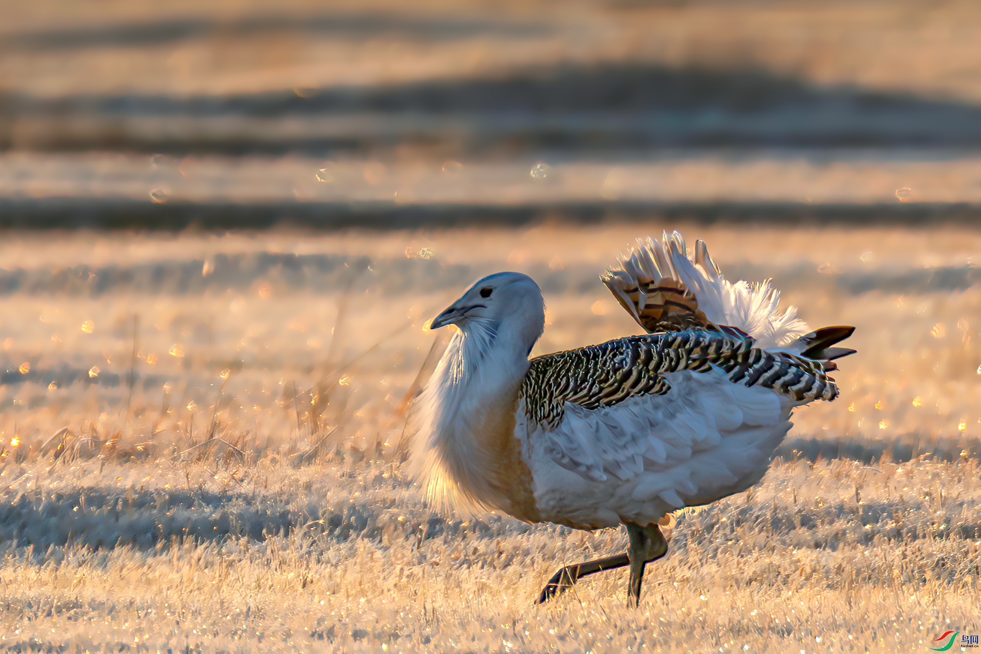 060A4644----22  .jpg