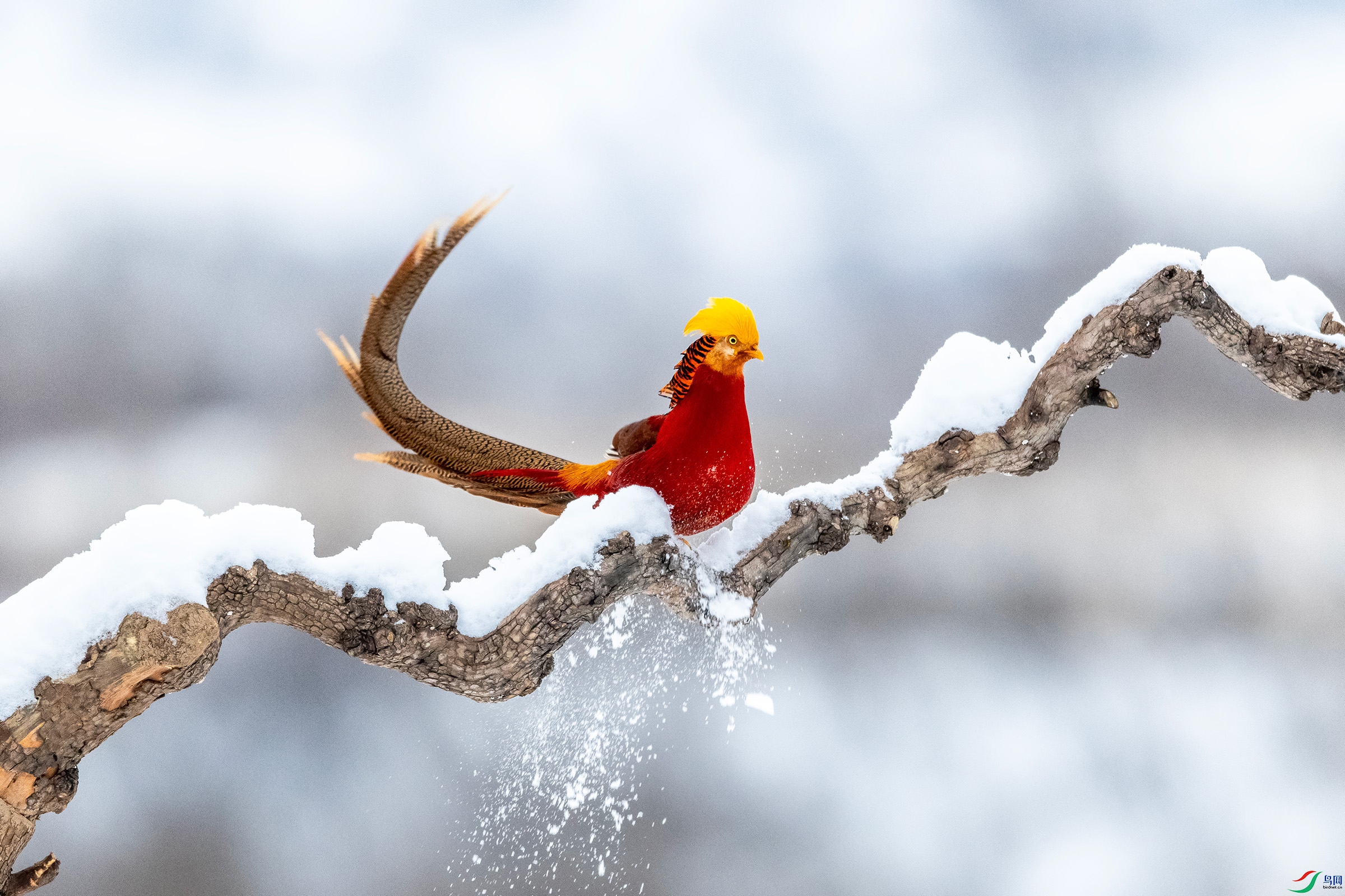 IMG_6418 ����.jpg