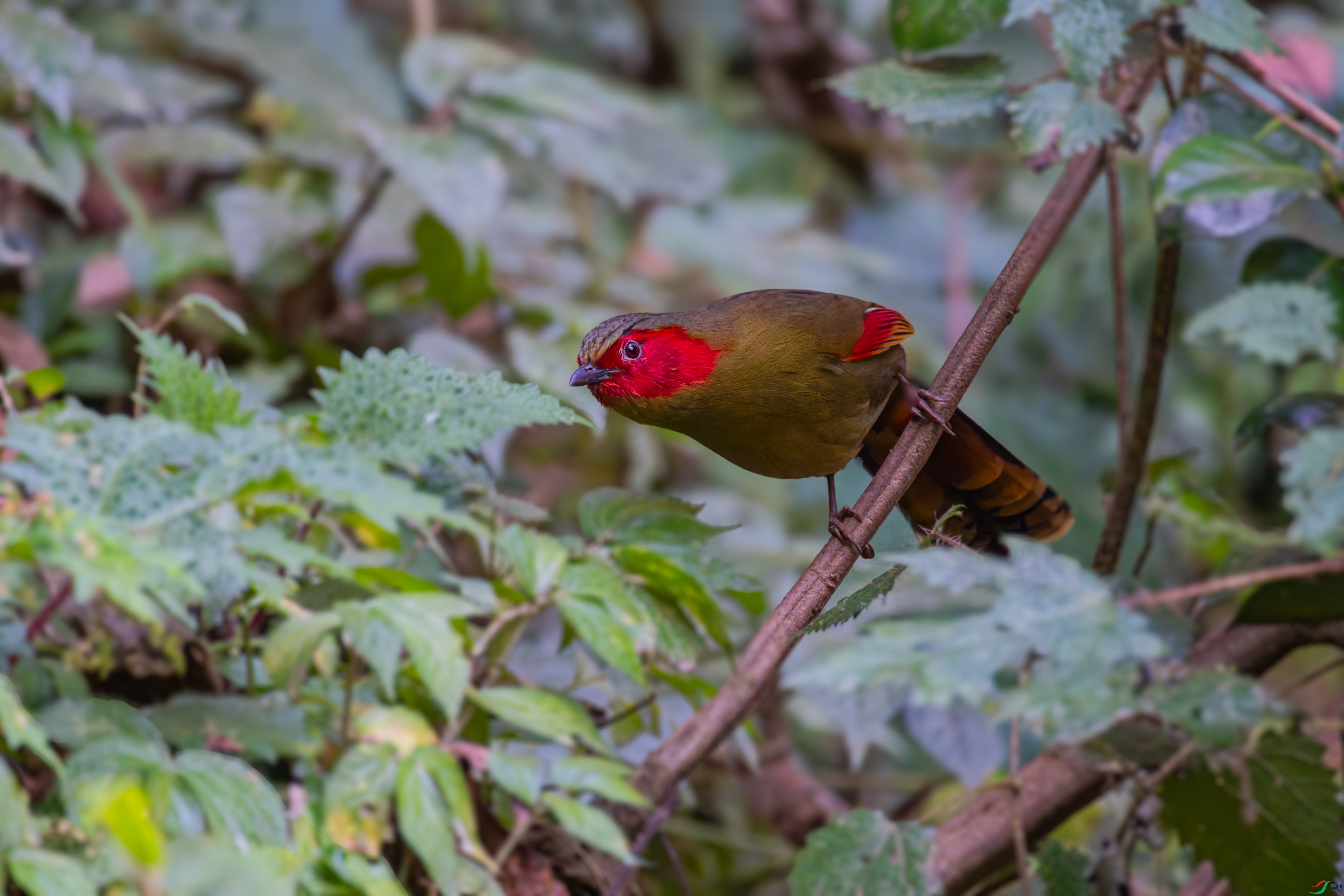 _DSC4219_DxO.jpg