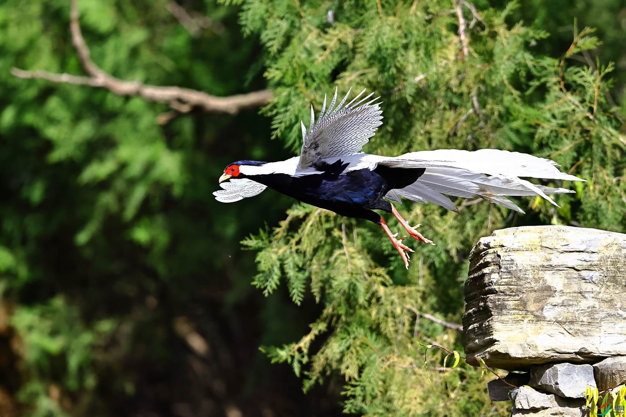 IMG_3521-1.JPG