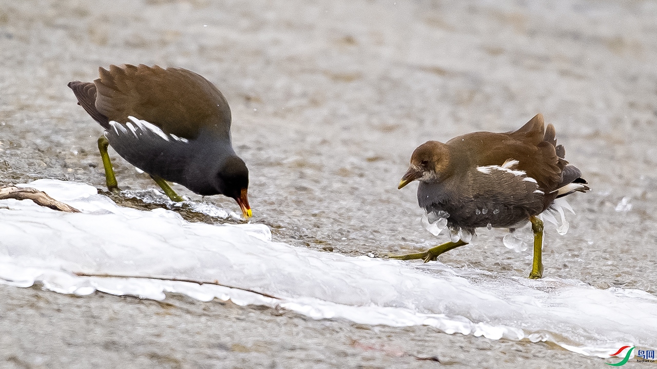 DSC_7448--.jpg