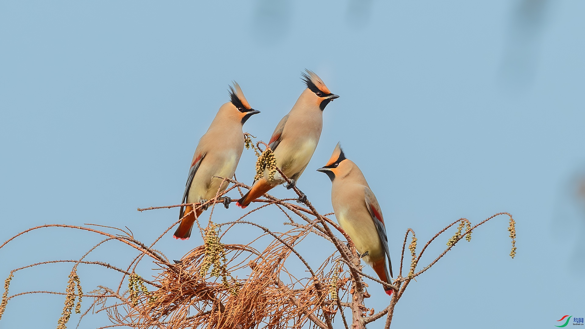 DSC_3872-����ǿ-NR ����.jpg