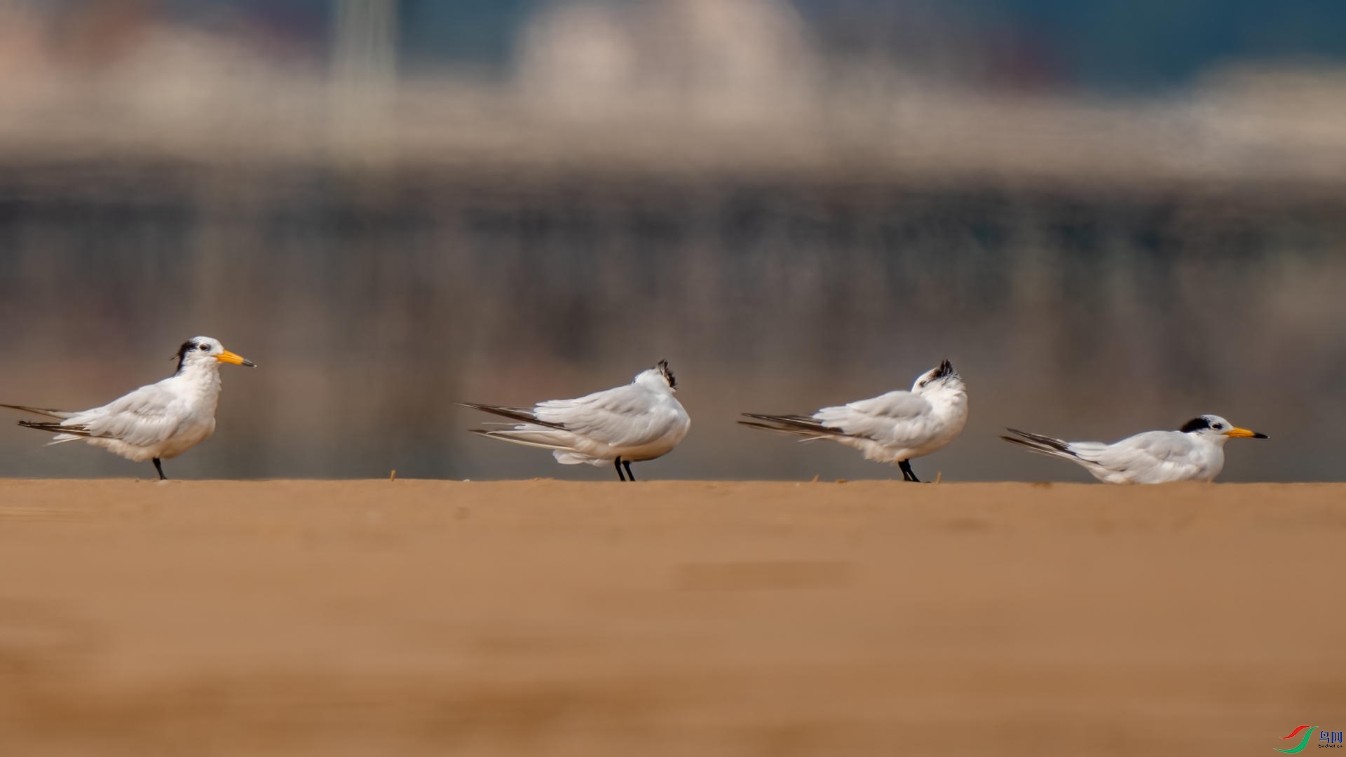 DSC05710 ����.jpg