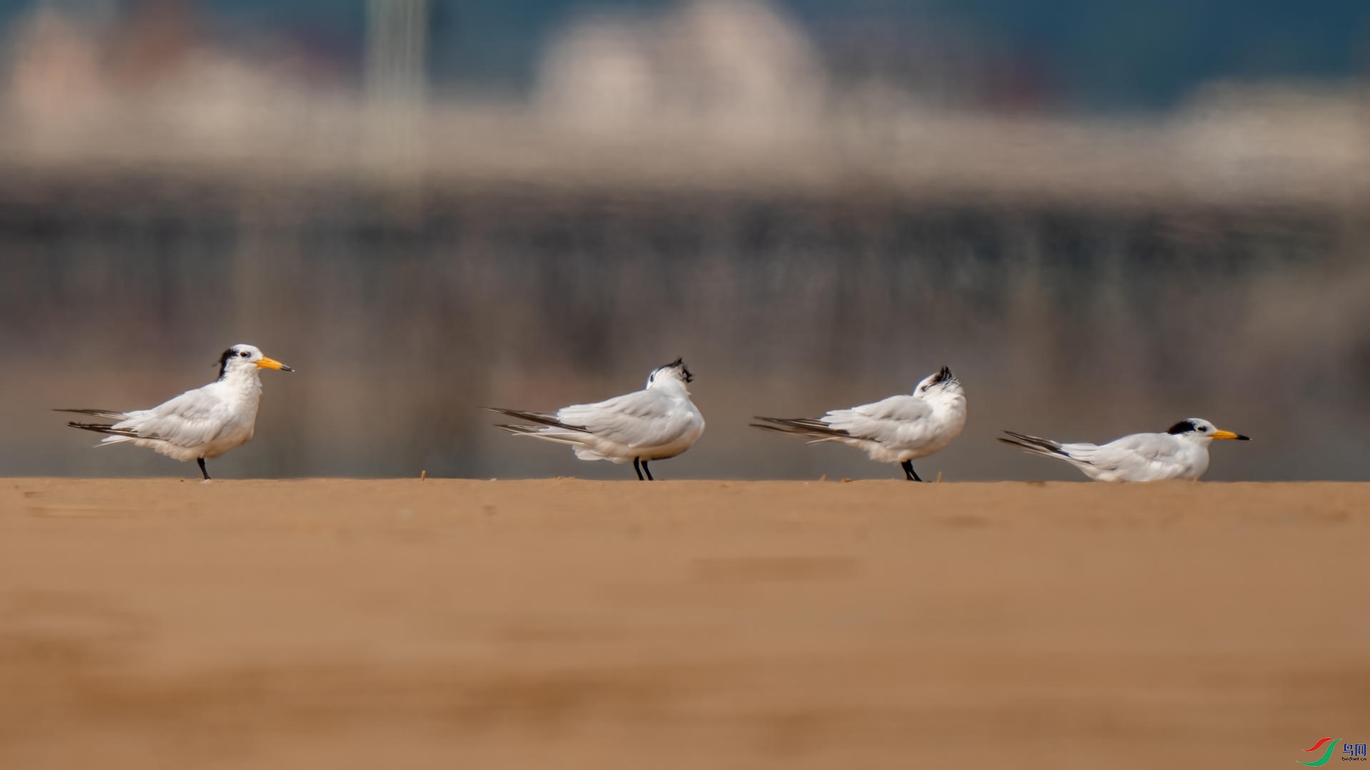 DSC05711 ����.jpg