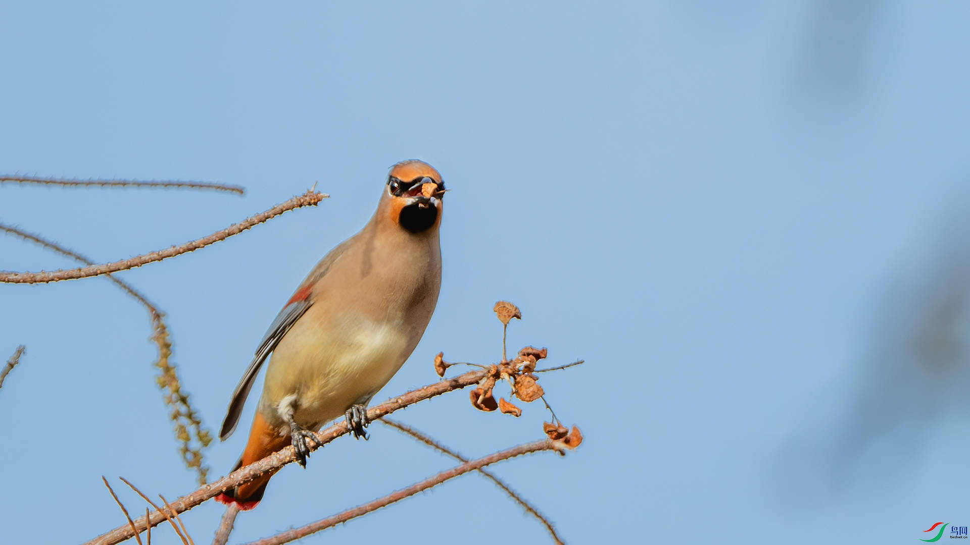 DSC_3911-����ǿ-NR ����.jpg