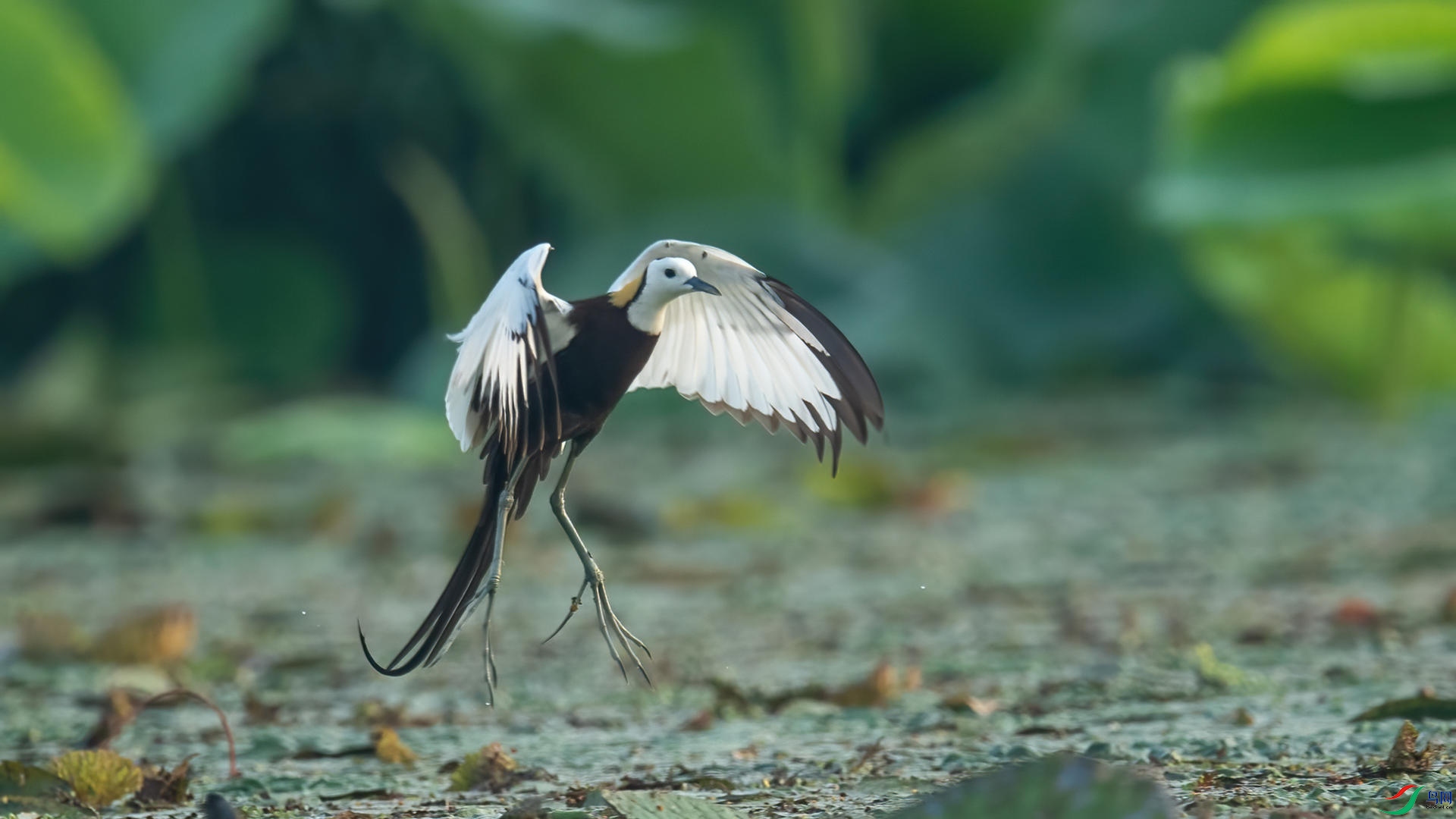 WGB_4527 ����.jpg