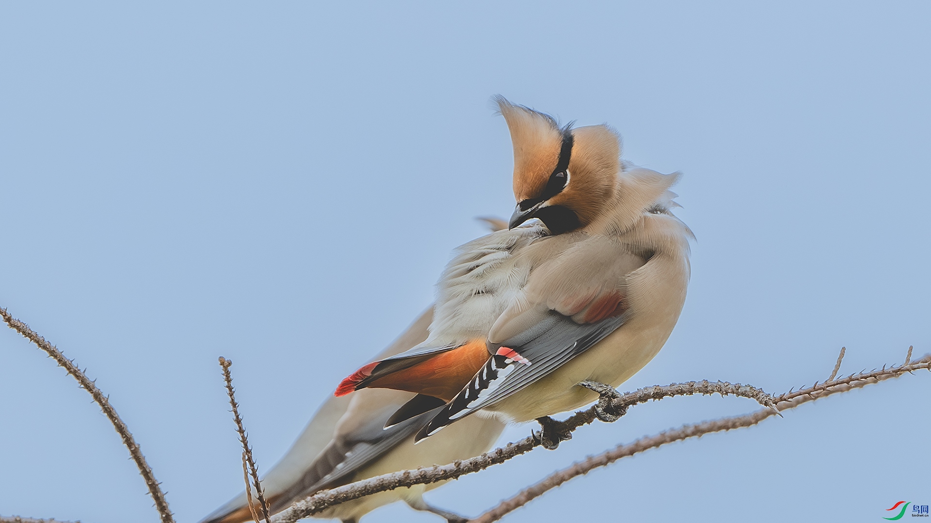 DSC_3967-����ǿ-NR ����.jpg