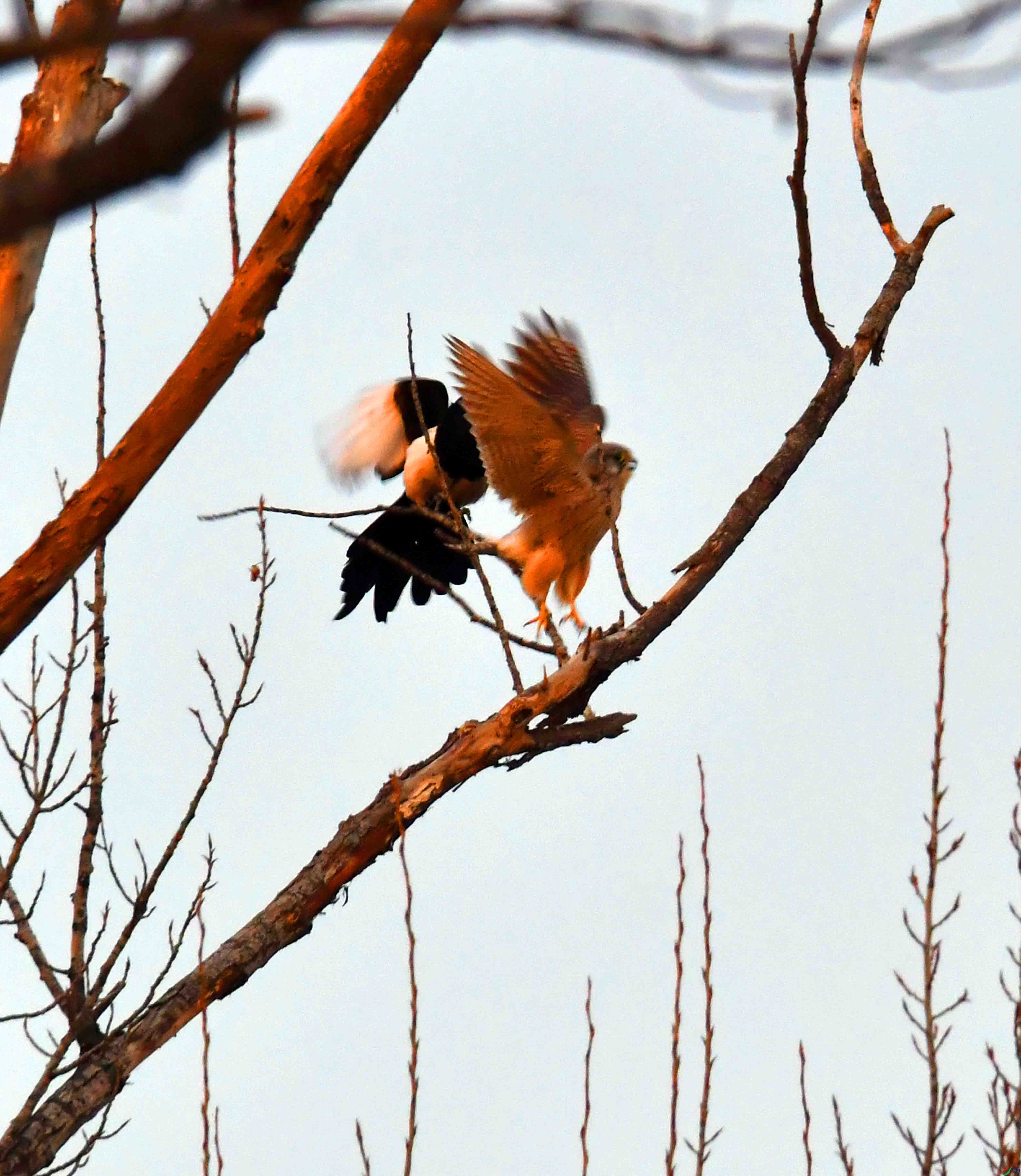 DSC_2062.JPG