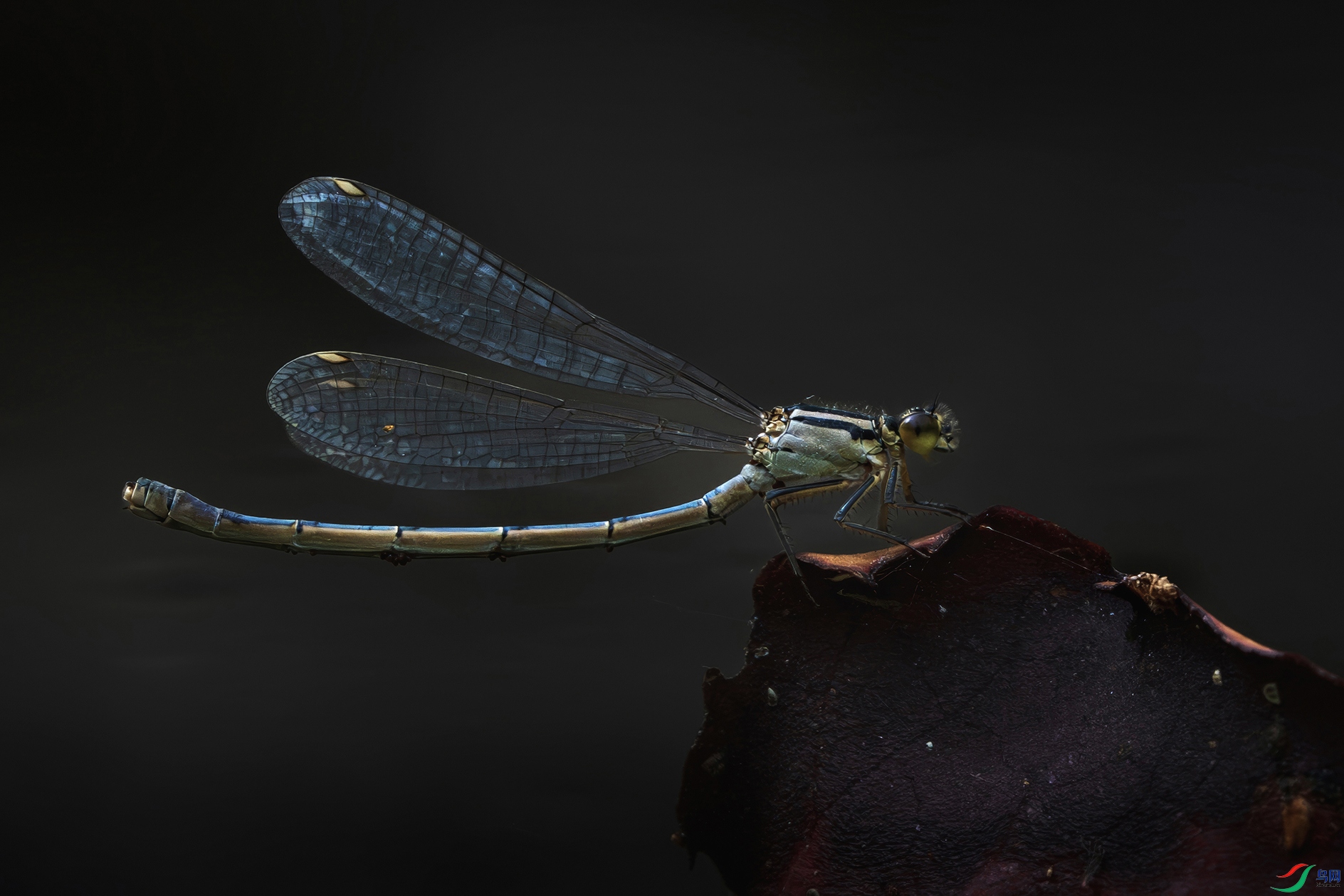 �����ڰ��ް�������ֲ��԰��