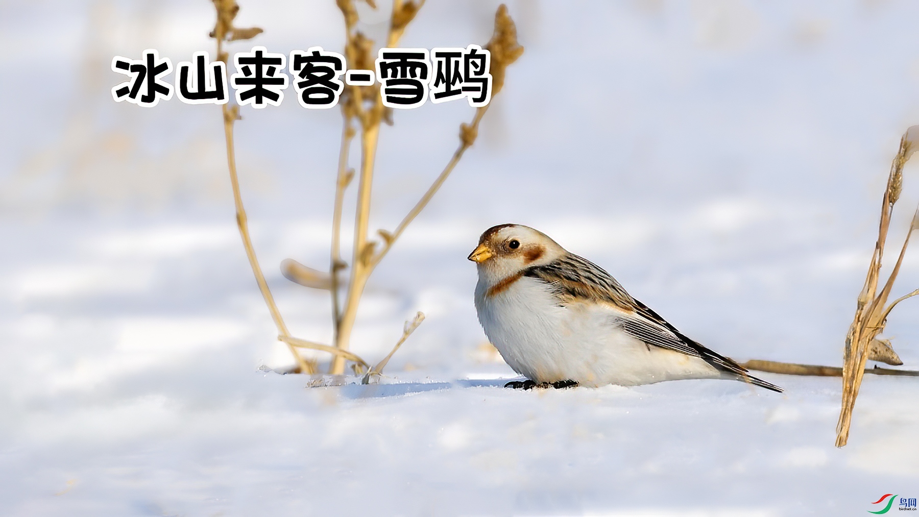 ��ɽ����-���� ����.jpg