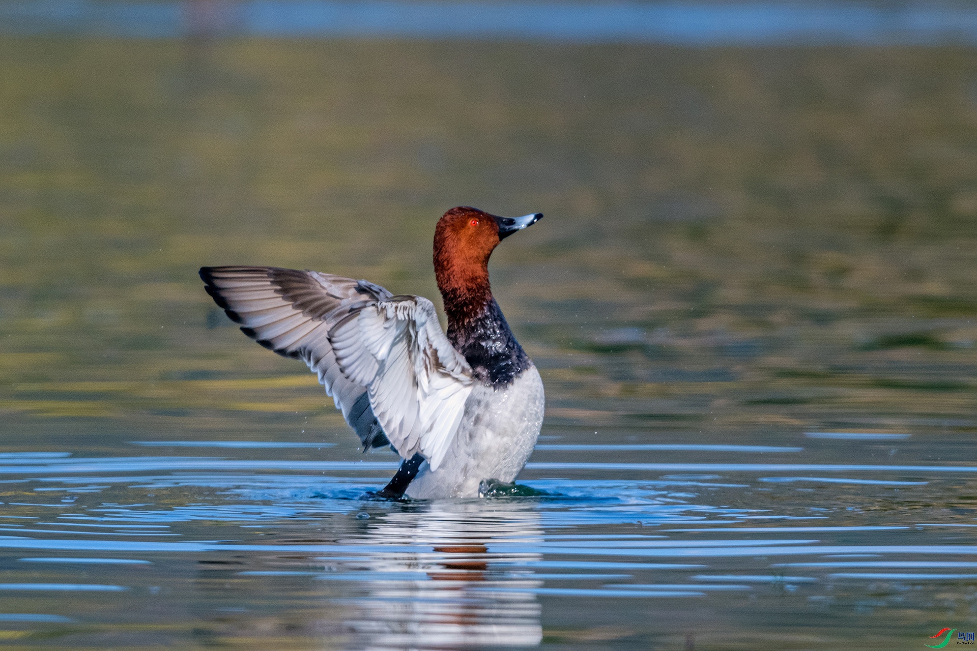 _AUU3771 ��ͷǱѼ(25.12.20).jpg