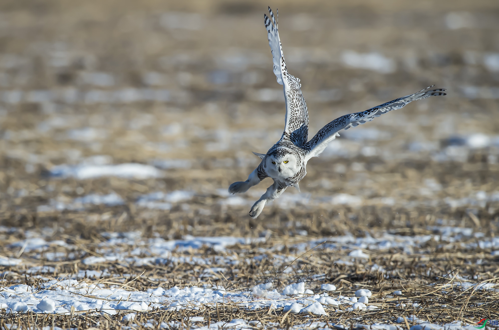 DSC_9104-2.jpg