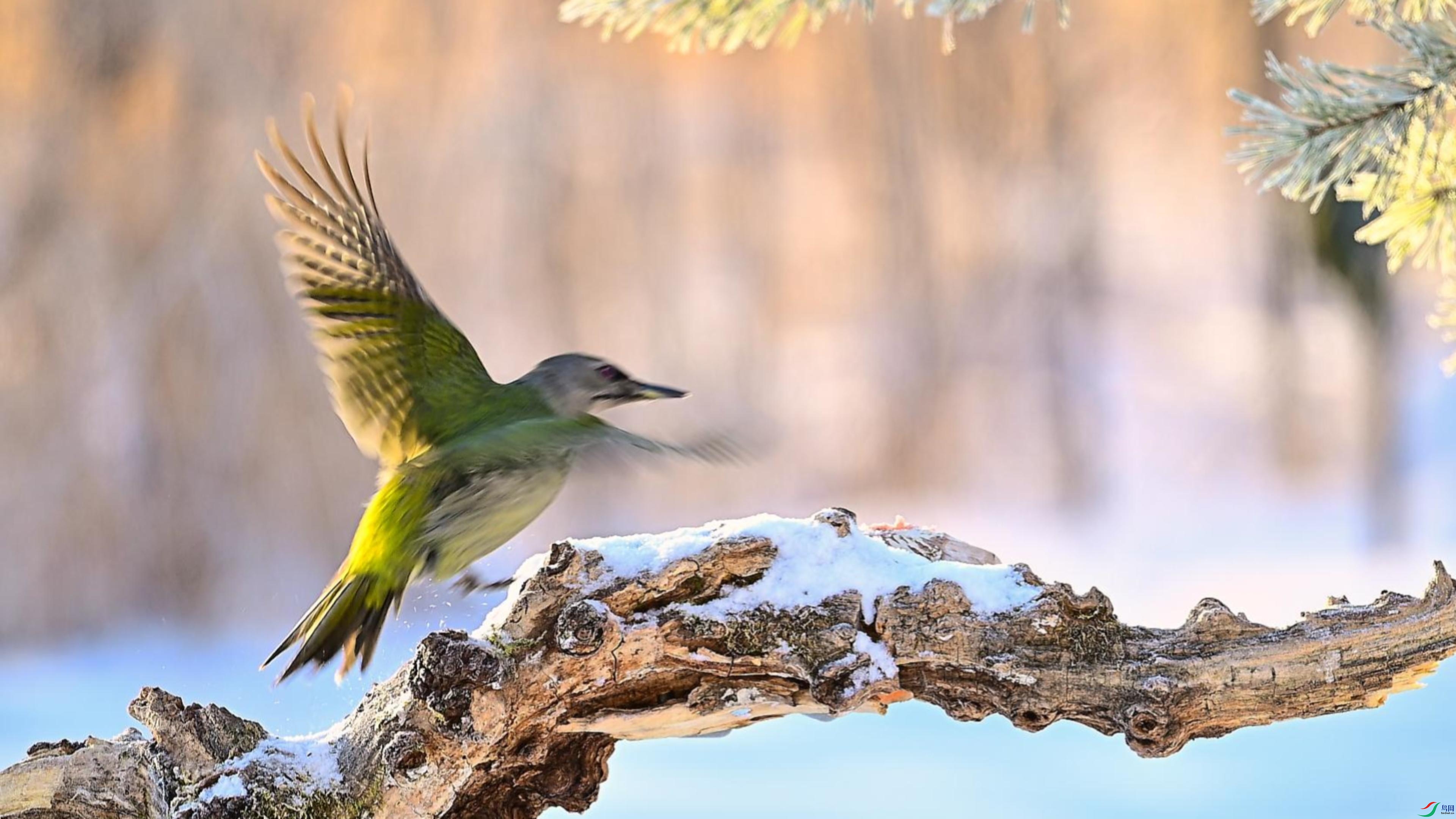 ��ͷ����ľ��