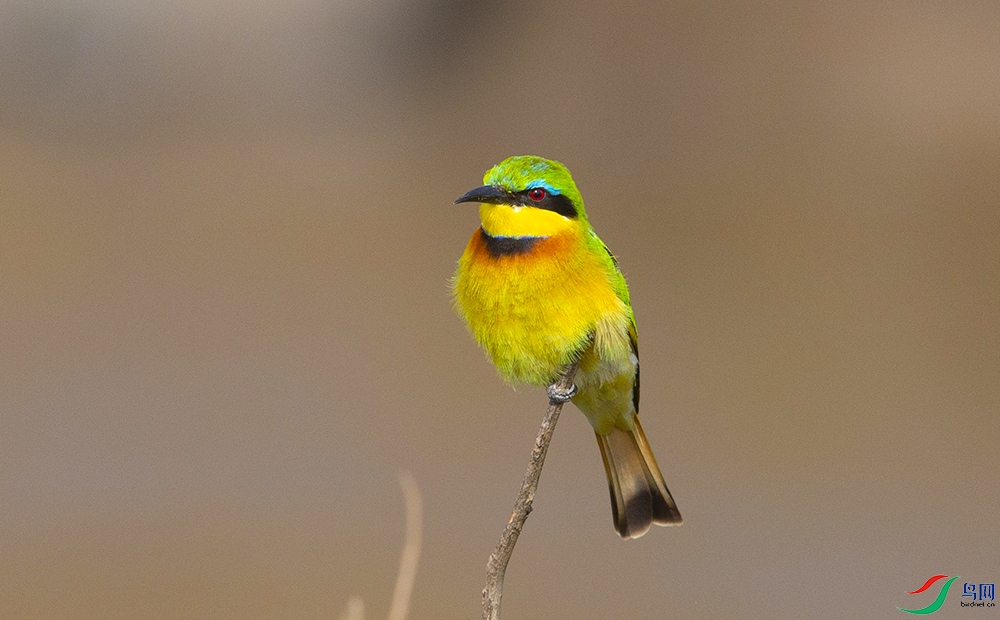 �ƺ��仢 (3).jpg