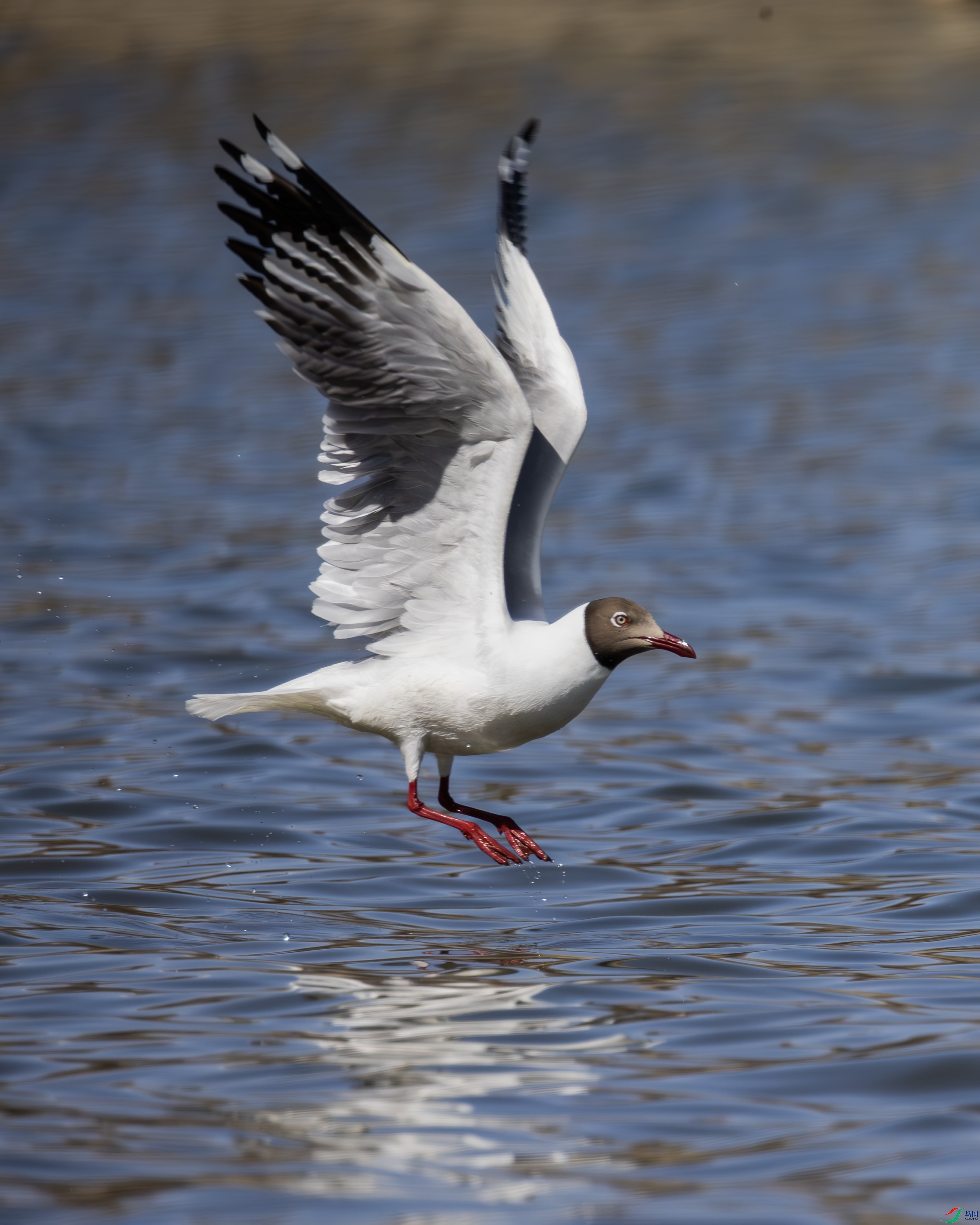 7X5A2764-����ǿ-NR ����.jpg