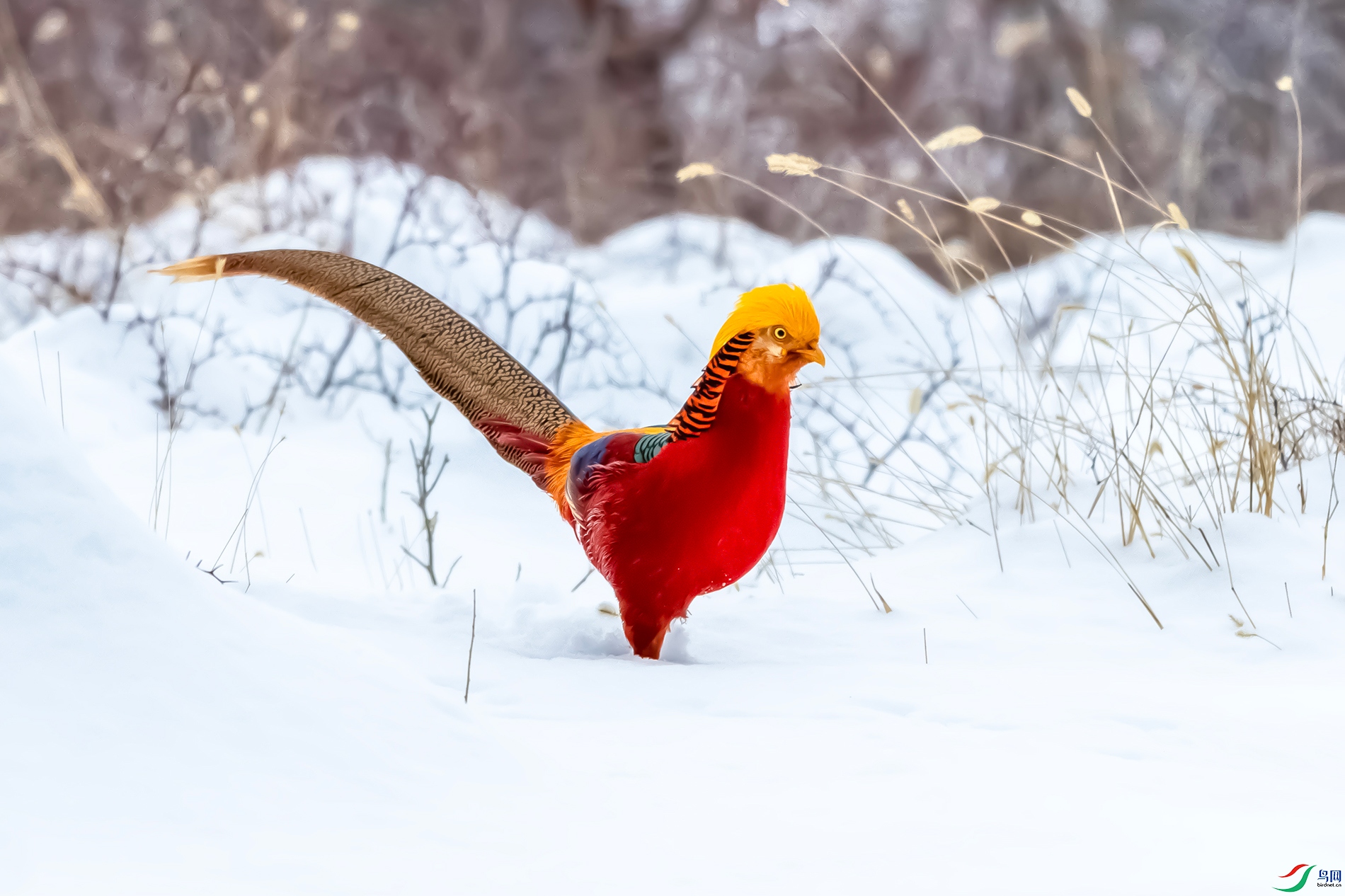 IMG_6372 ����.jpg