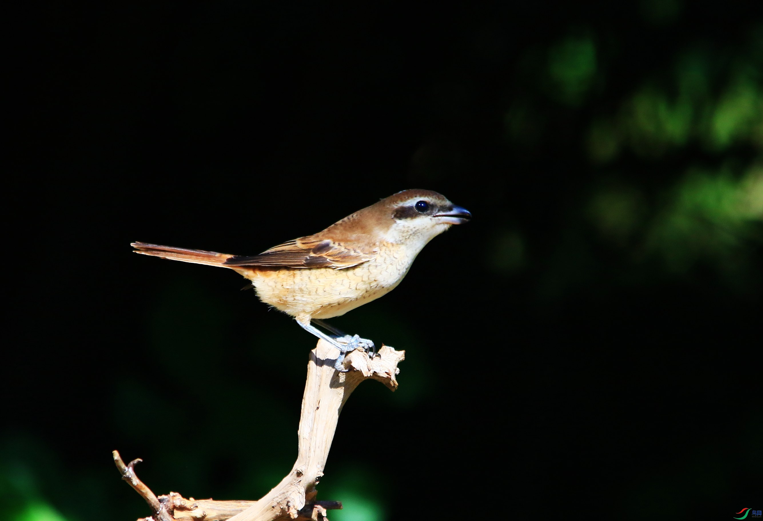 ��β���� (51).JPG