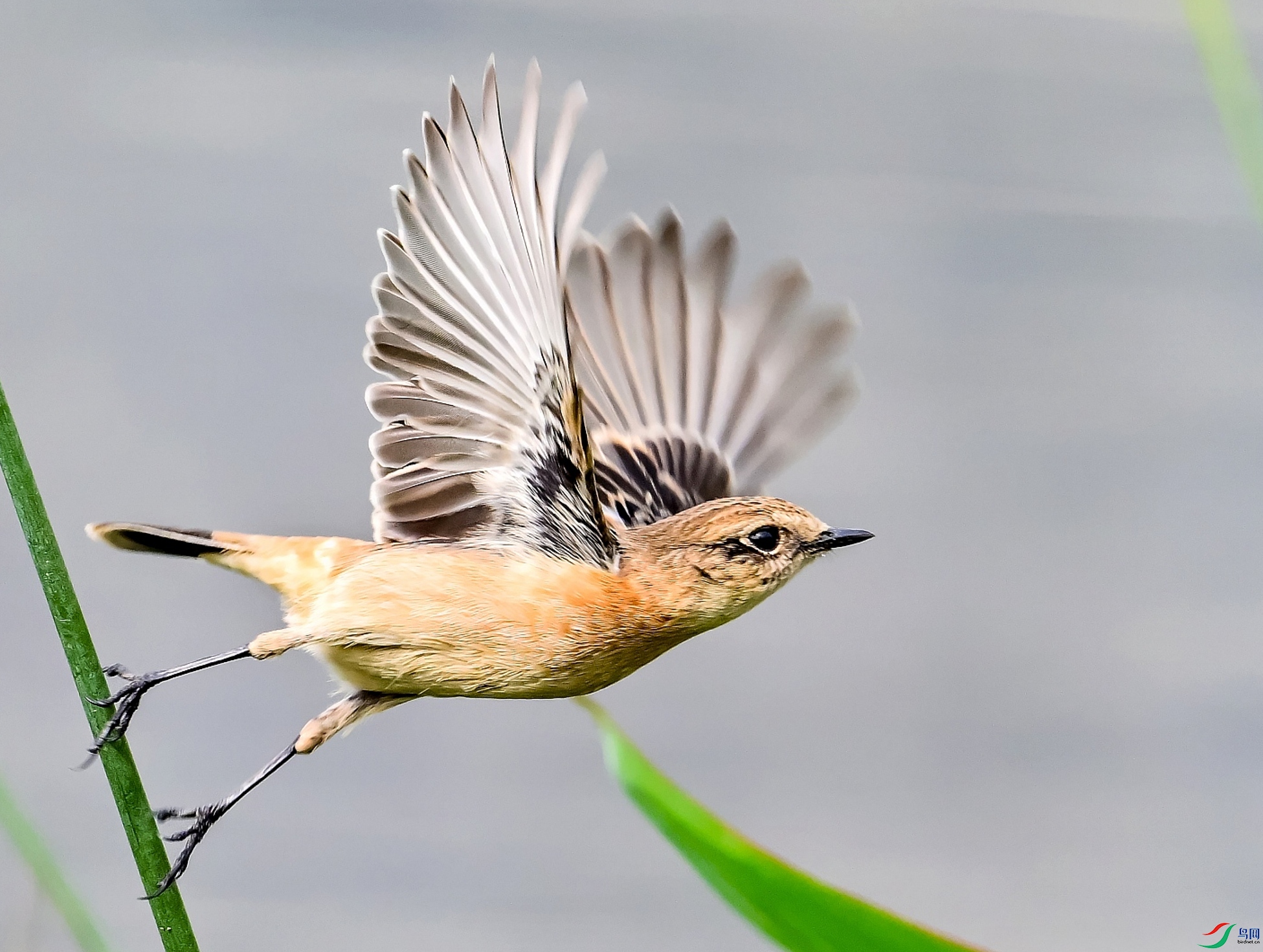 DSC_9487---_conew1.jpg