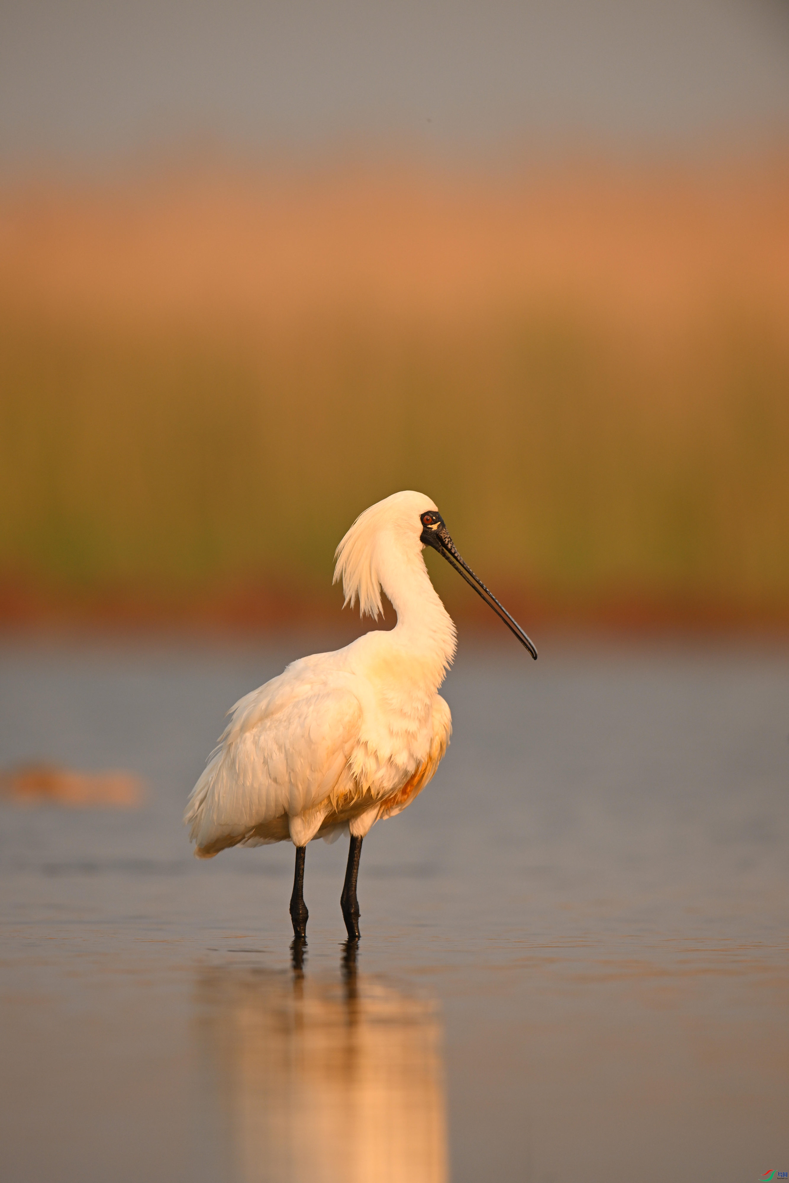 �������� (10).jpg