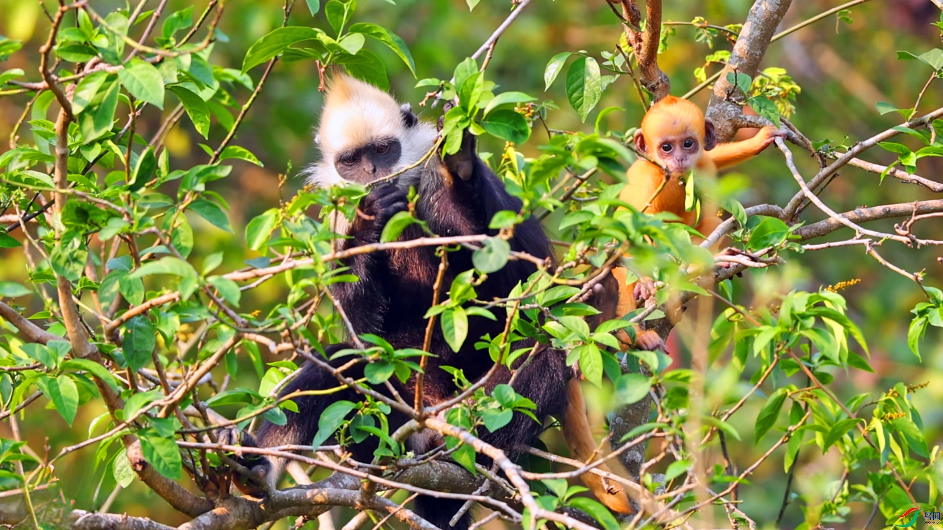 ��ͷҶ��007h Я����ʳ.jpg