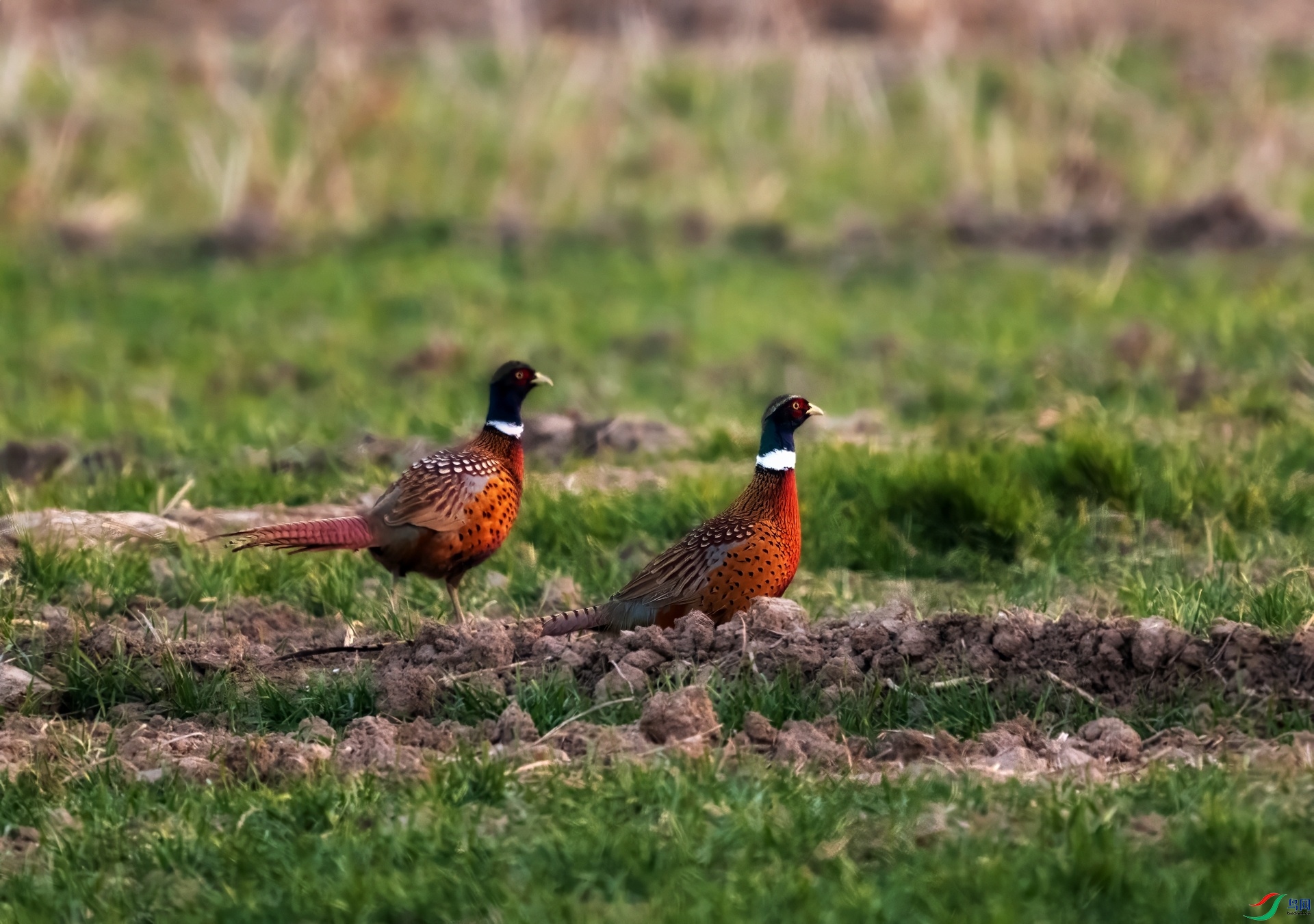 _DSC5760 ����-01-01.jpeg