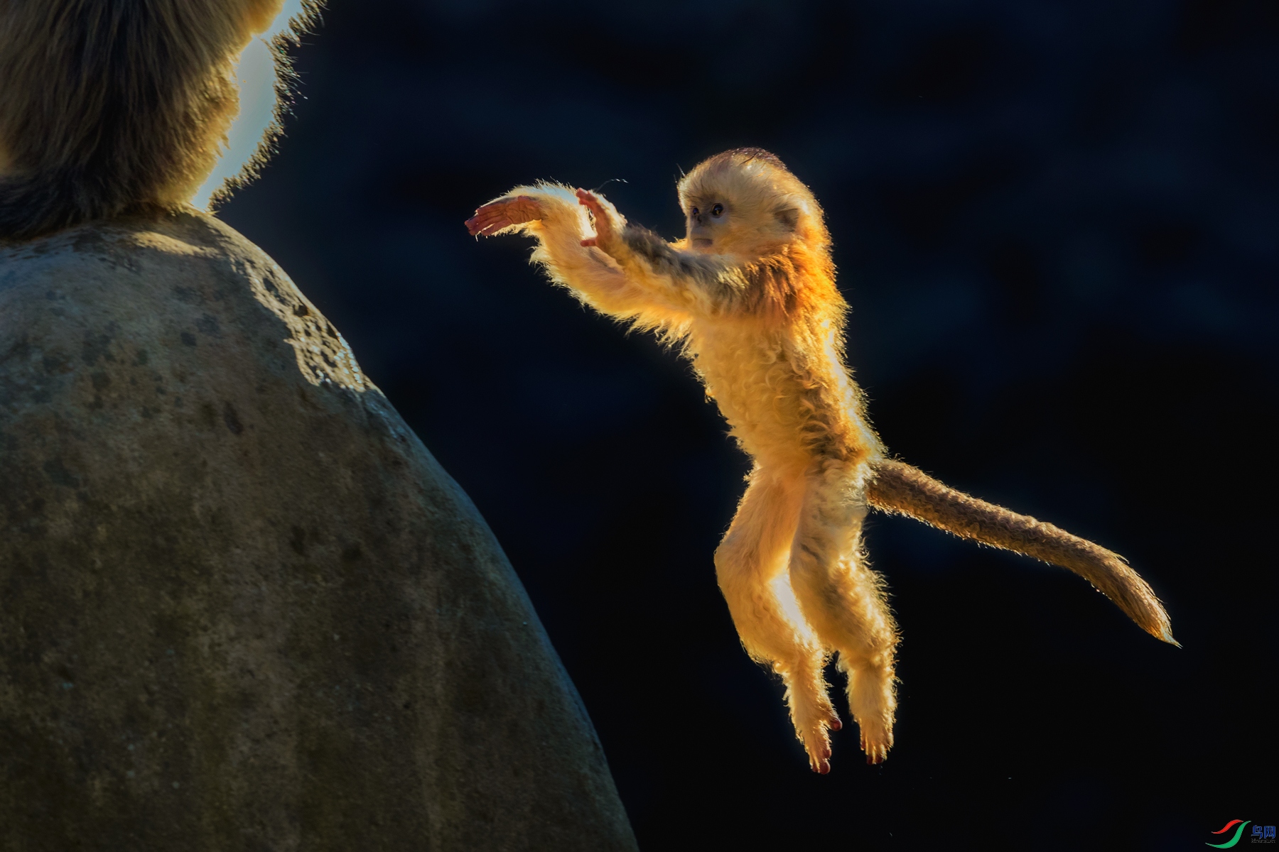 ��˿��---- ����һԾ