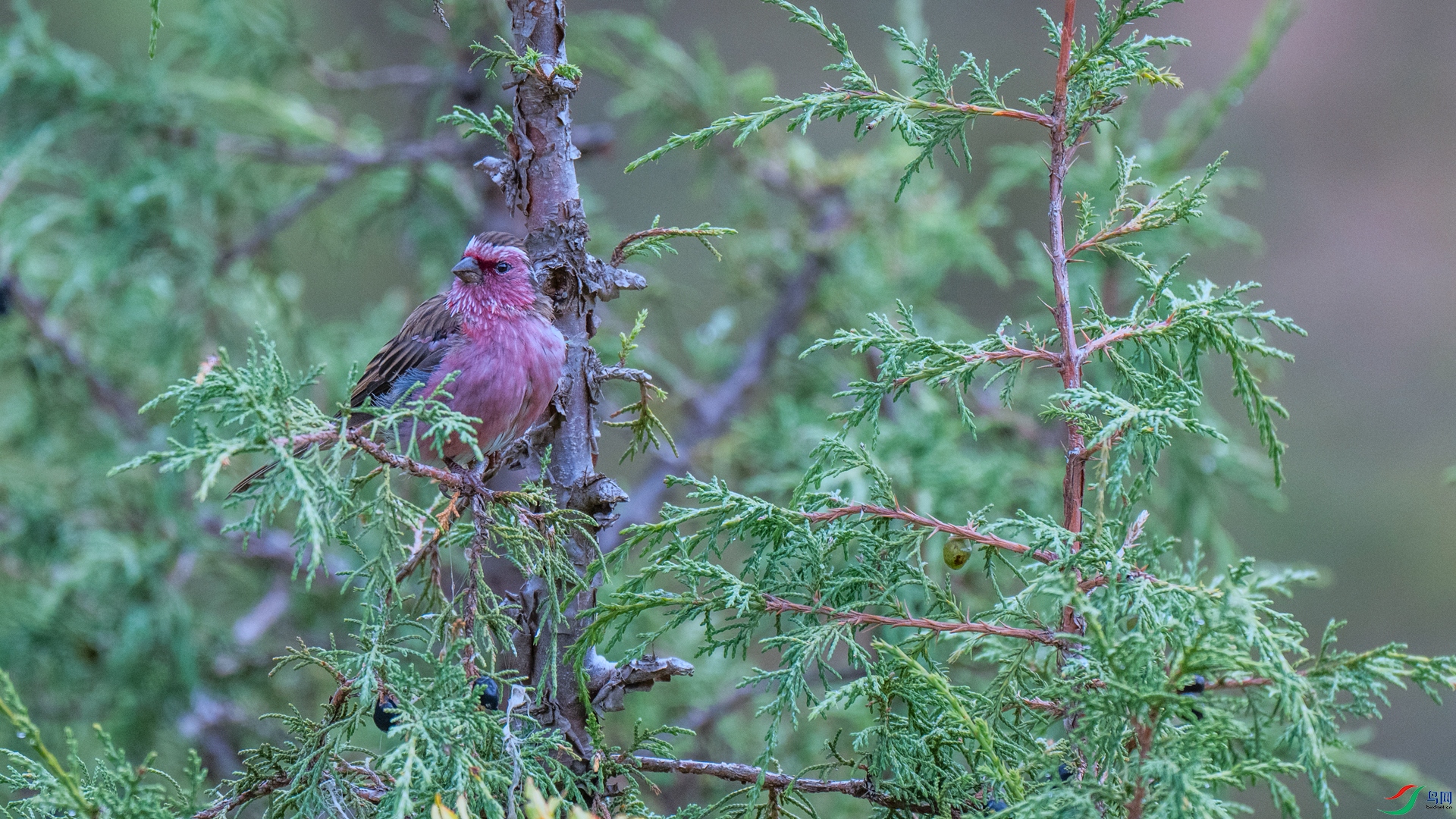 DSC_3124 ����_����.jpg