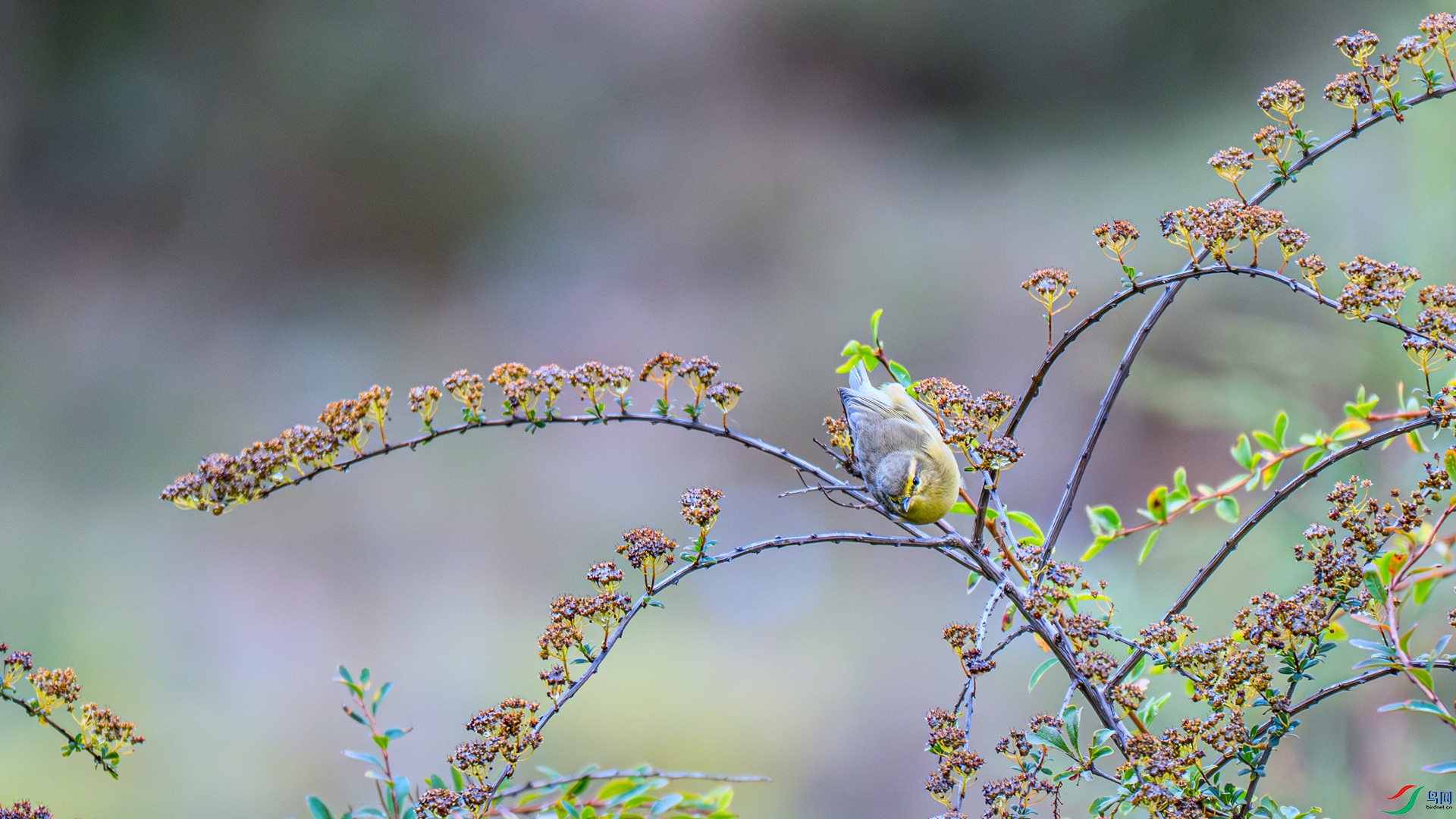 DSC_3187 ����_����.jpg