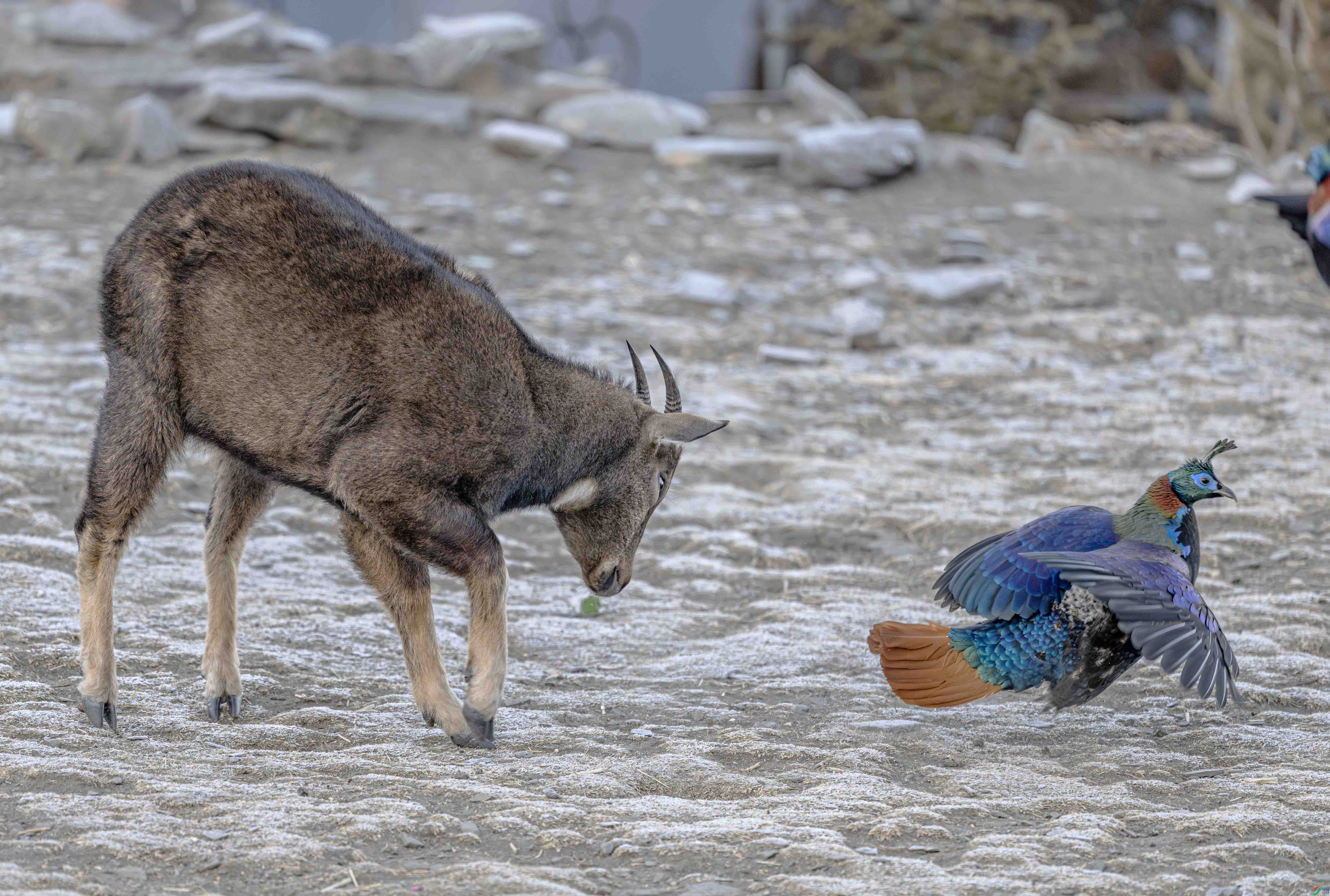 DSC_5296 ����.jpg