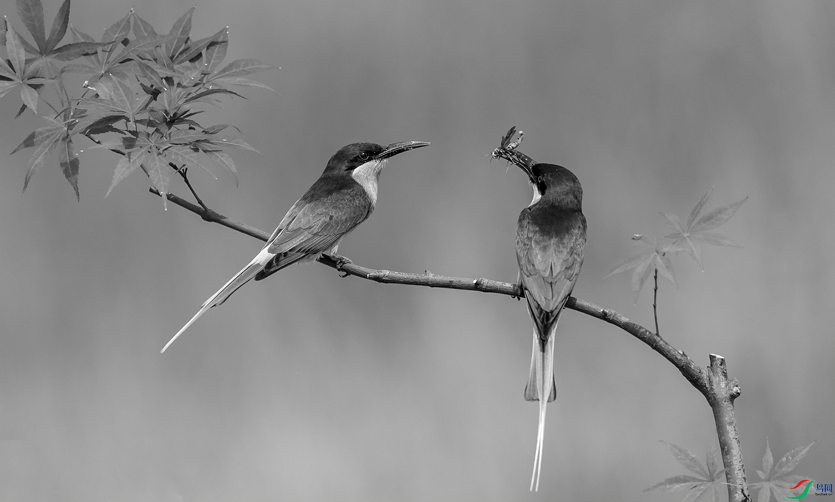 DSC_�����仢-1 - ���� 1.jpg