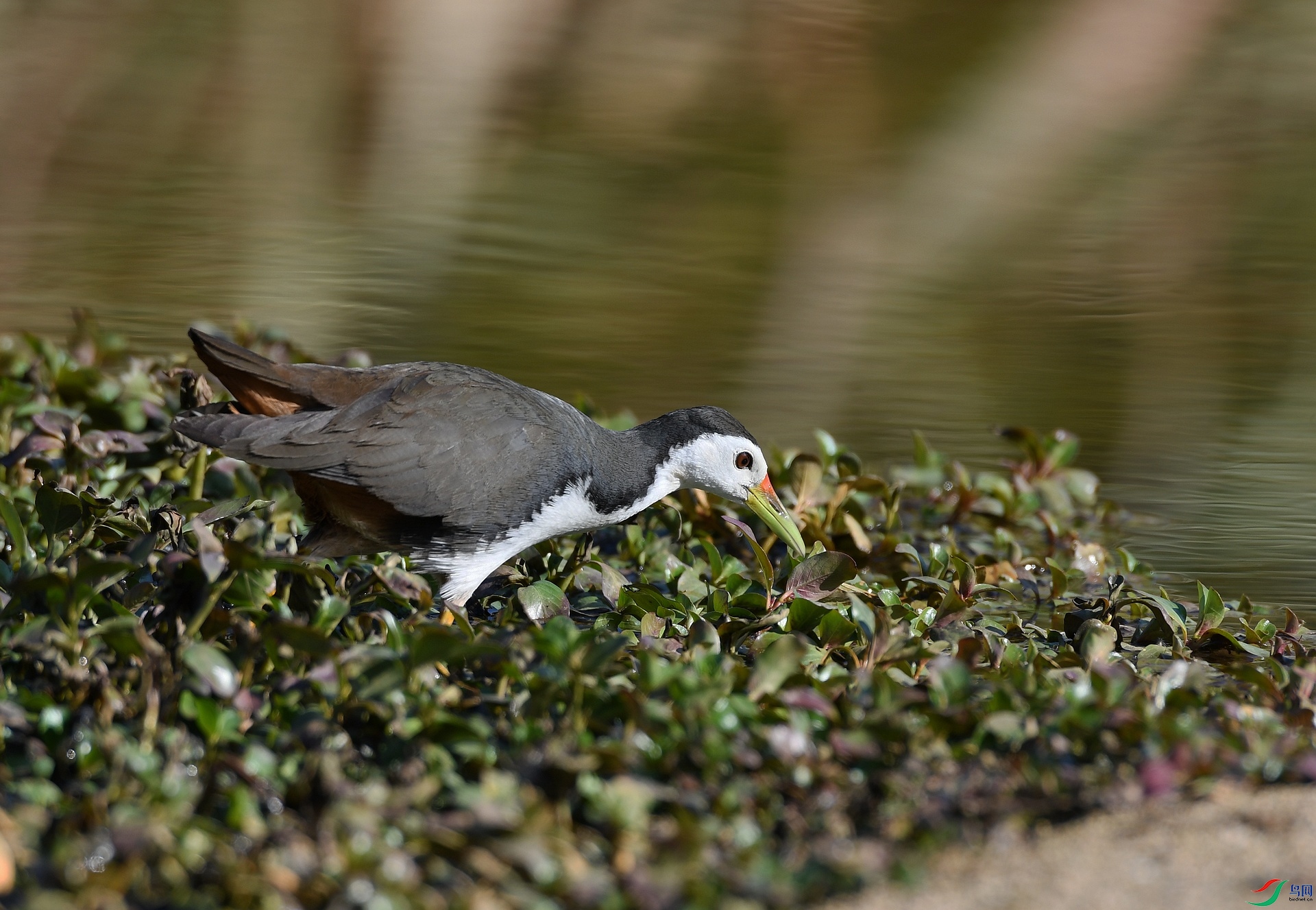 DSC_4275.jpg