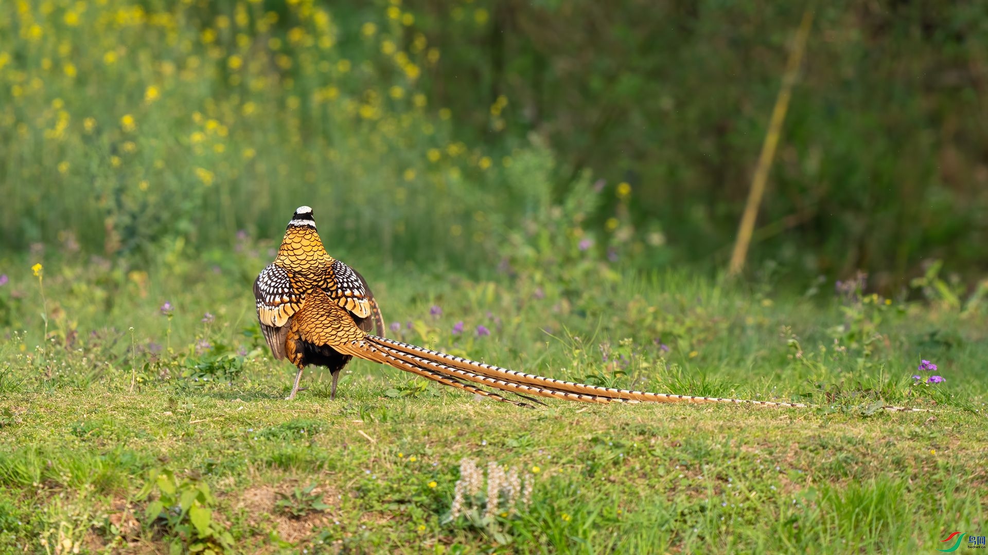 DSC02321 ����.jpg