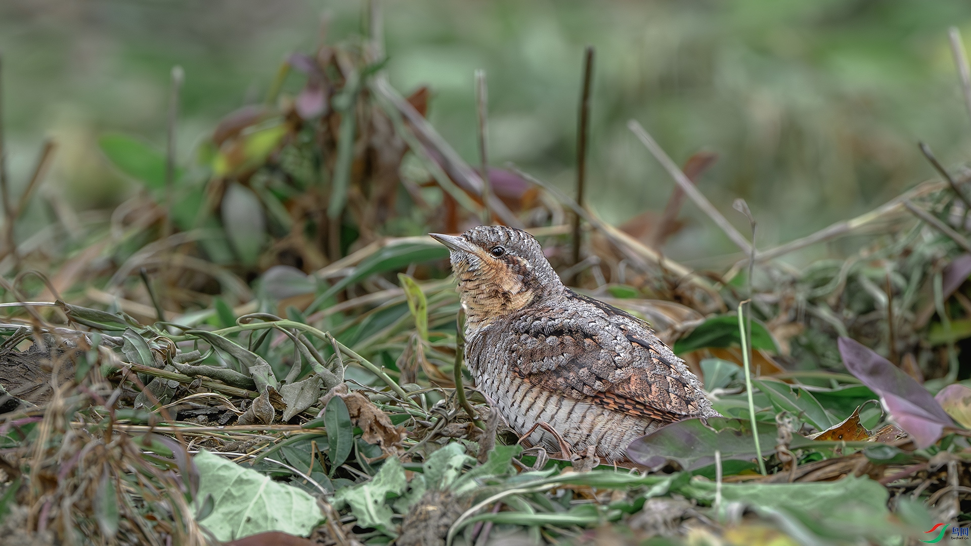 DSC_4065-����ǿ-NR ����.jpg