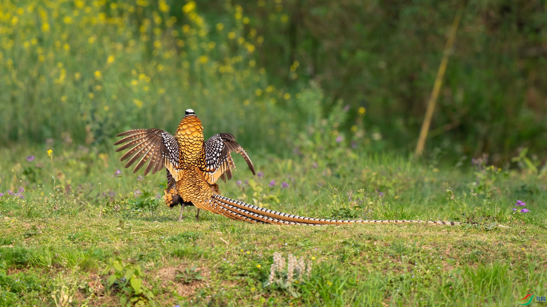 DSC02326 ����.jpg