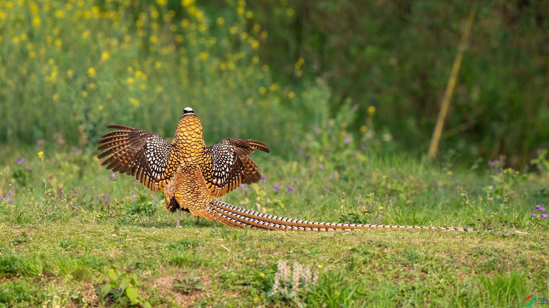 DSC02327 ����.jpg