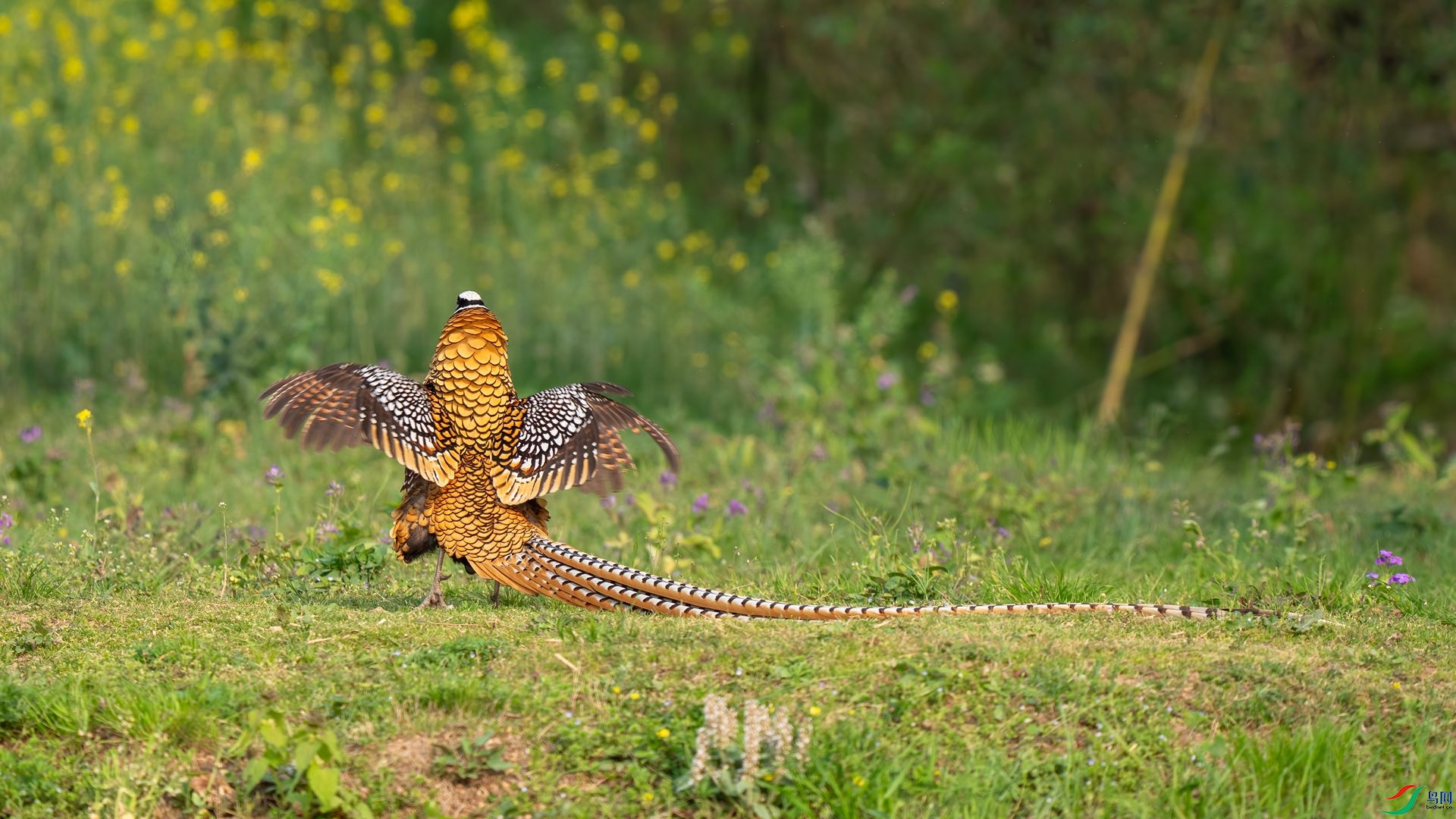 DSC02328 ����.jpg